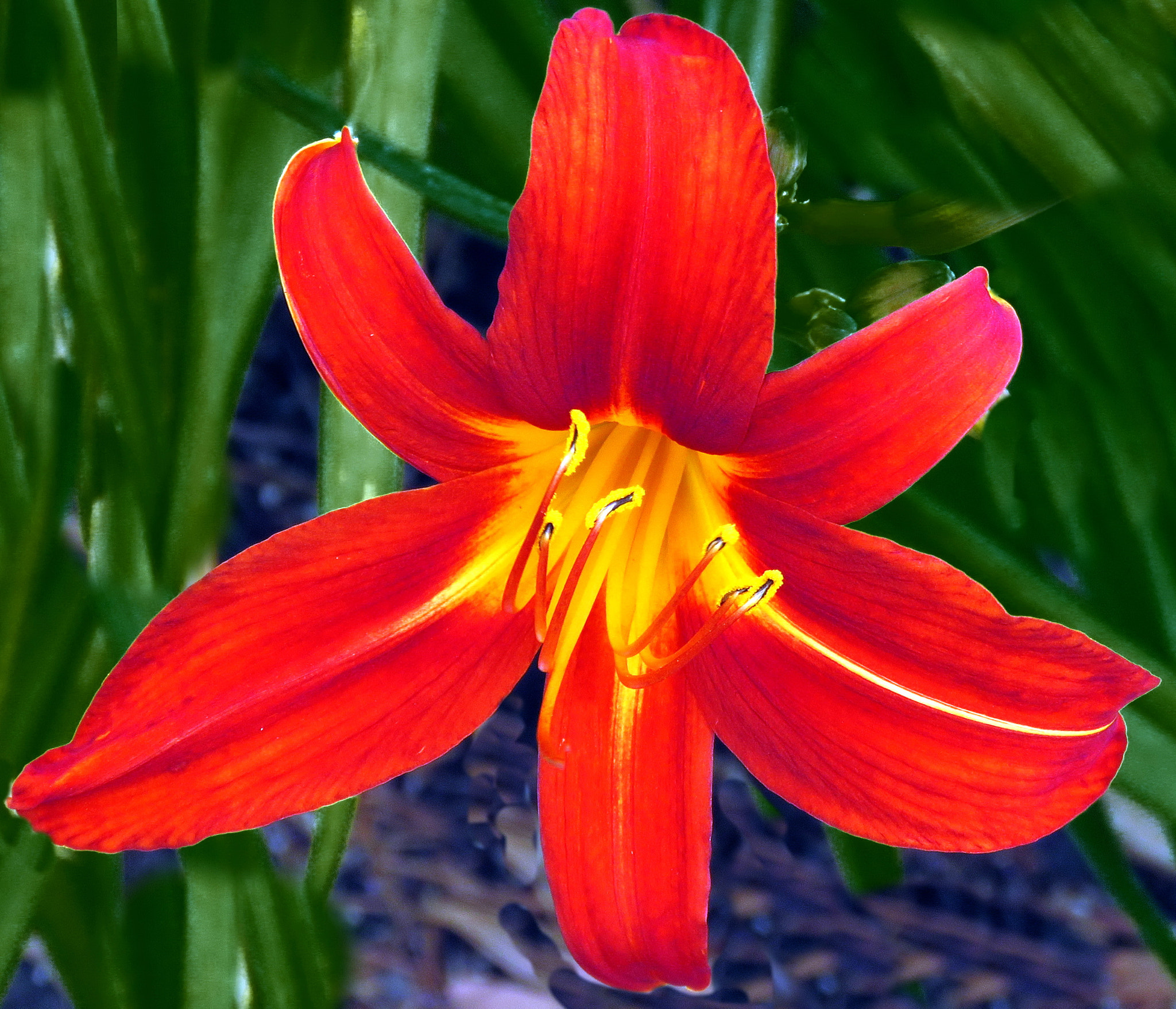 Canon PowerShot SX60 HS + 3.8 - 247.0 mm sample photo. Red flower in garden one photography