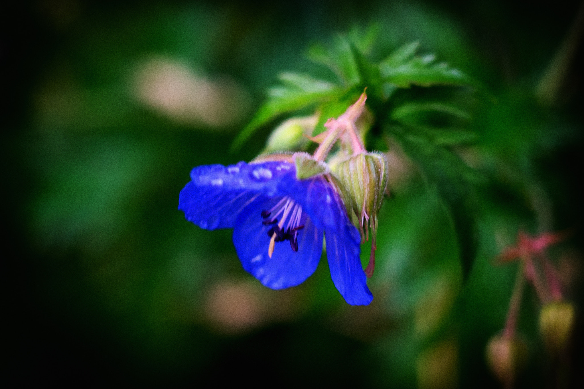 NX 30mm F2 sample photo