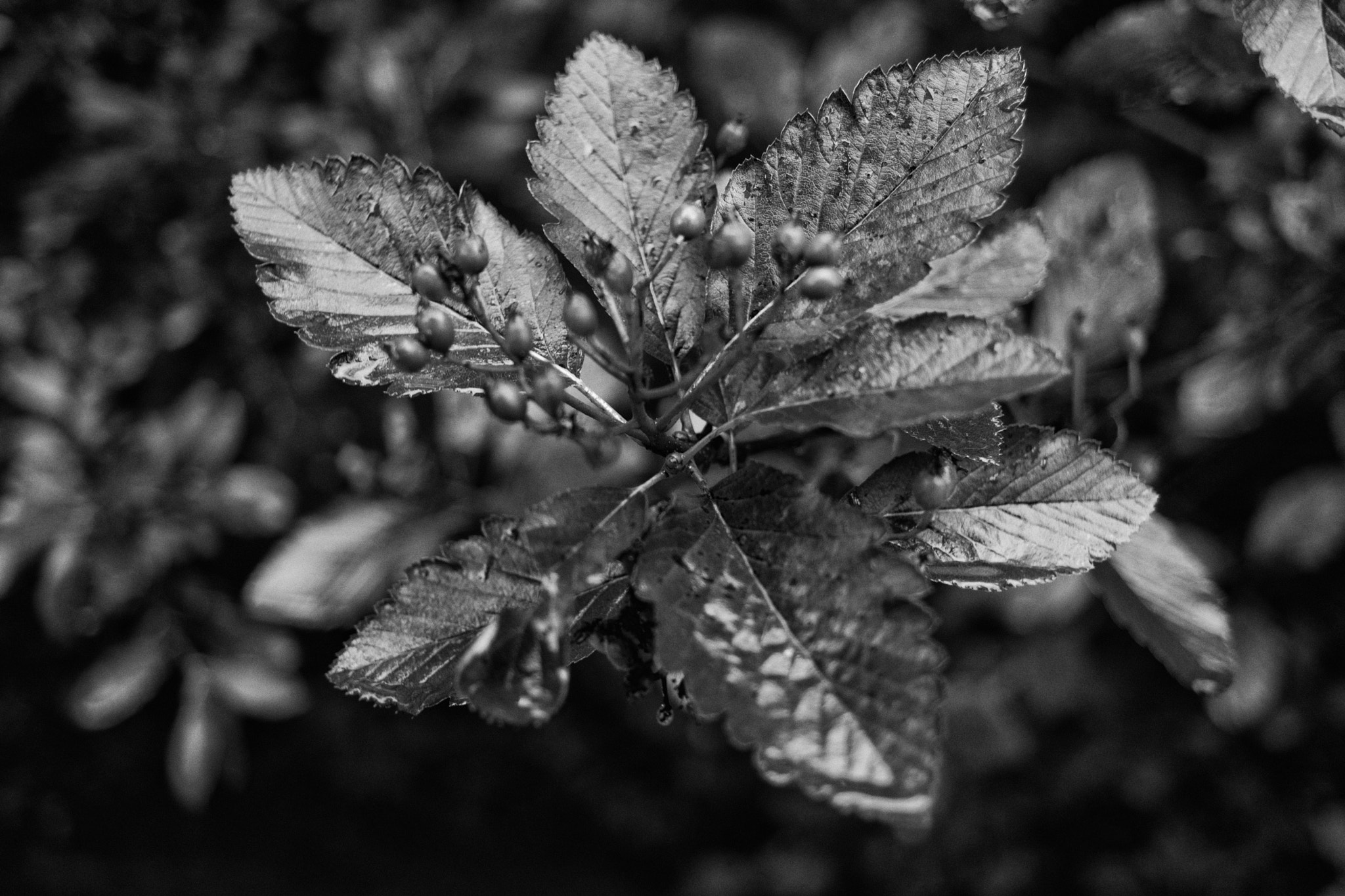 NX 30mm F2 sample photo