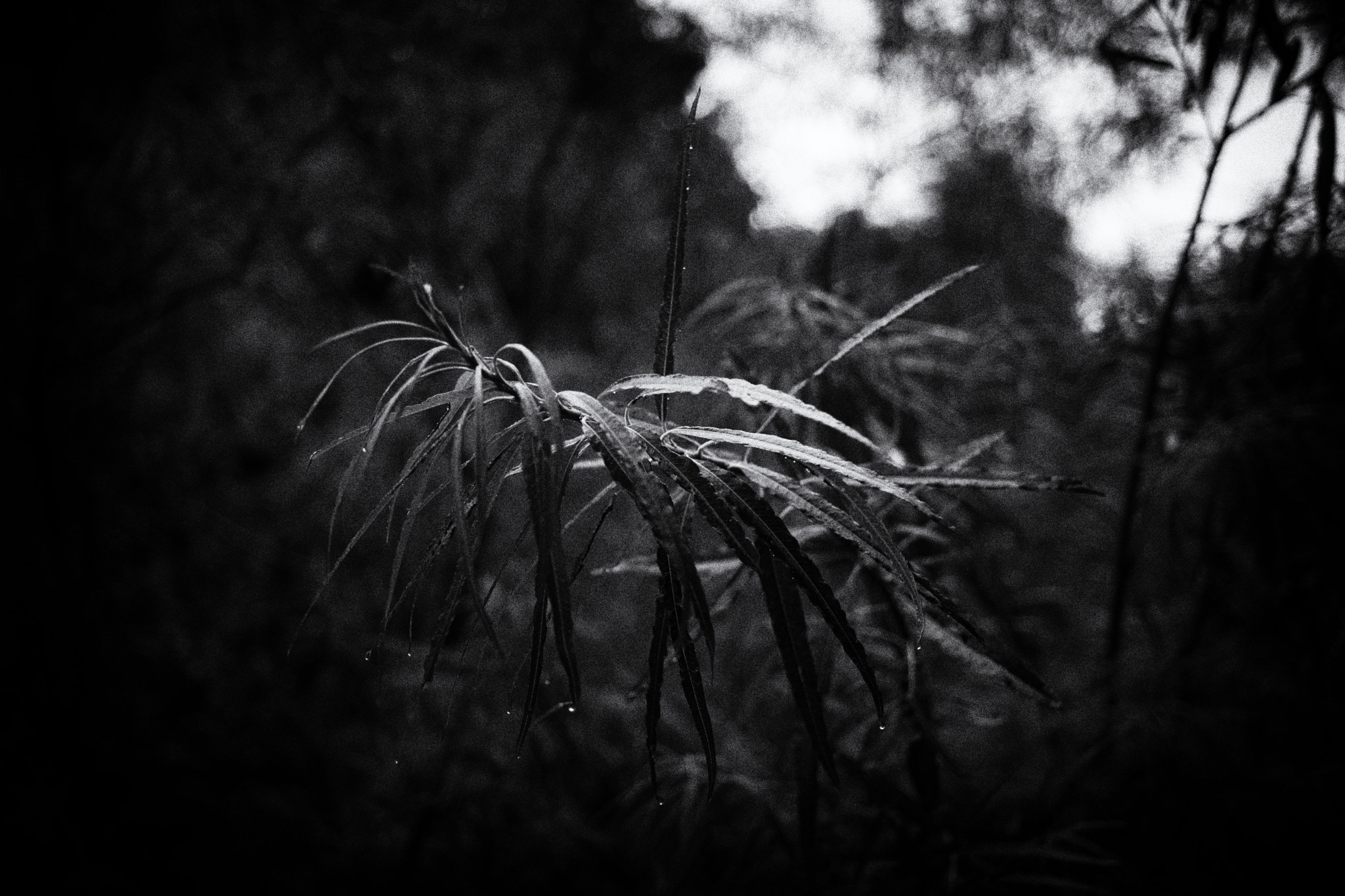 NX 30mm F2 sample photo