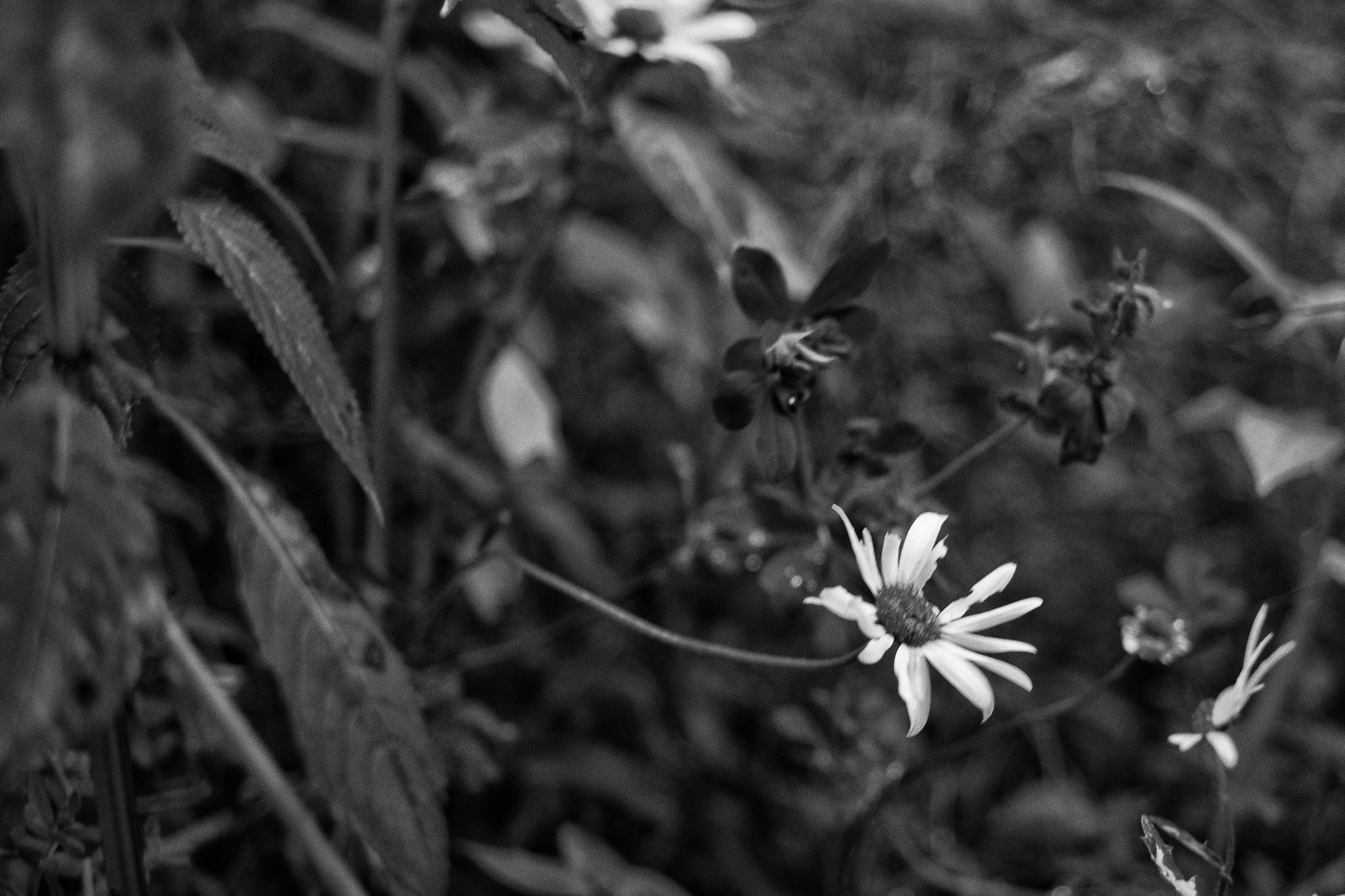 NX 30mm F2 sample photo