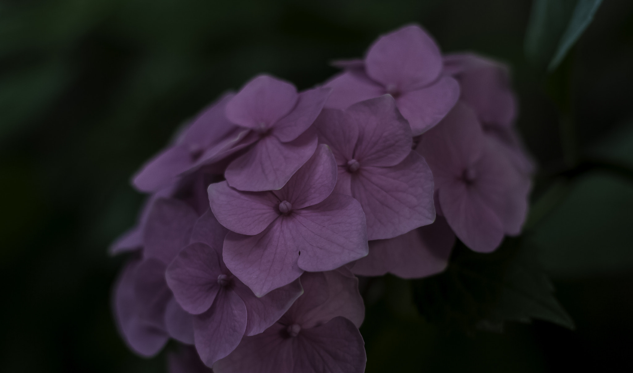 Canon EOS 1000D (EOS Digital Rebel XS / EOS Kiss F) + Canon EF 50mm f/1.8 sample photo. Pink hortensia photography