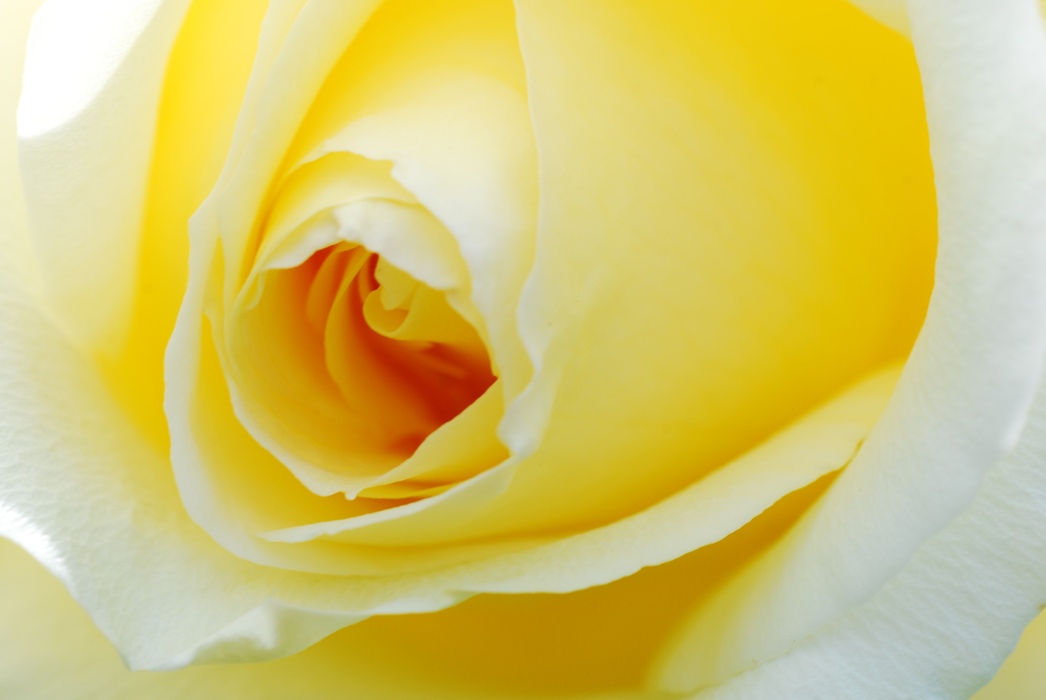 Nikon D80 sample photo