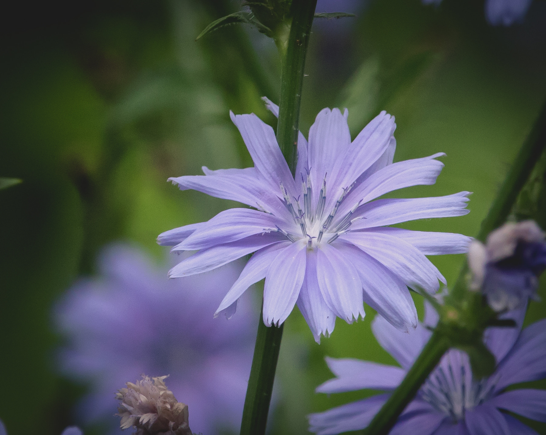Canon EOS 760D (EOS Rebel T6s / EOS 8000D) sample photo. Blueflower photography