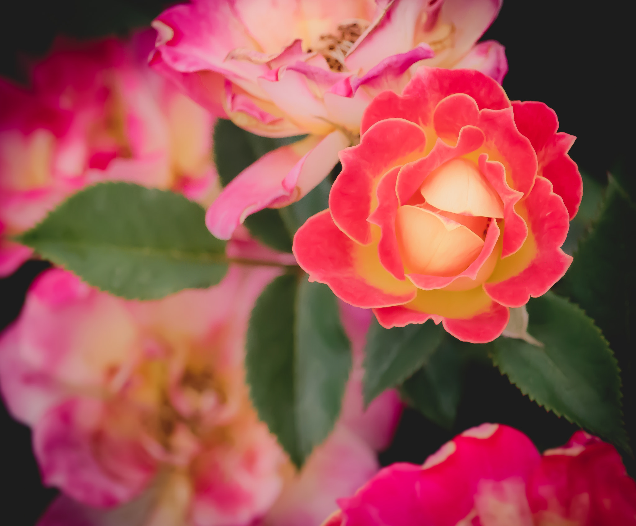 Canon EOS 760D (EOS Rebel T6s / EOS 8000D) sample photo. Rosedark photography