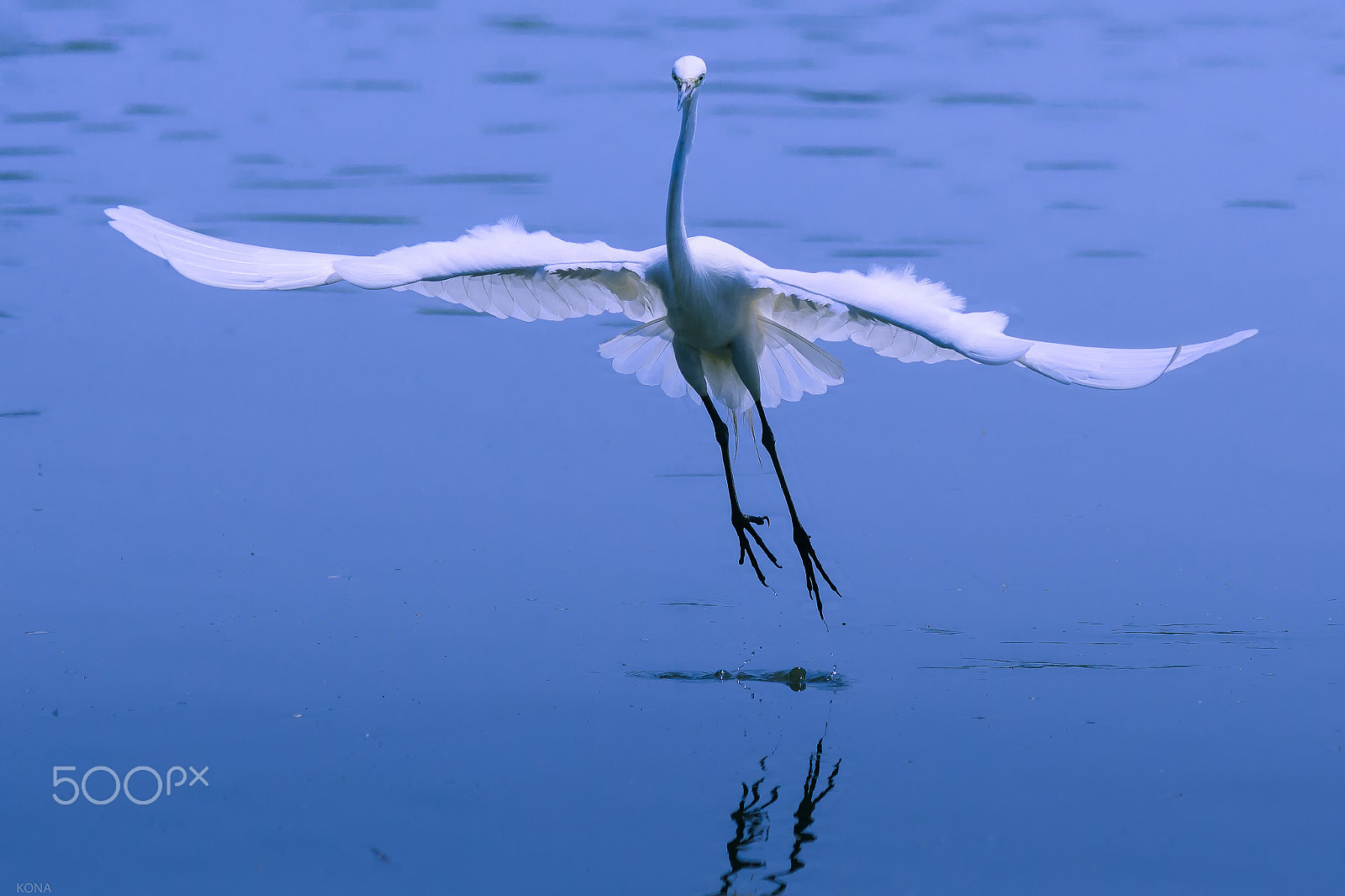Nikon AF-S Nikkor 400mm F2.8G ED VR II sample photo. Sagi photography