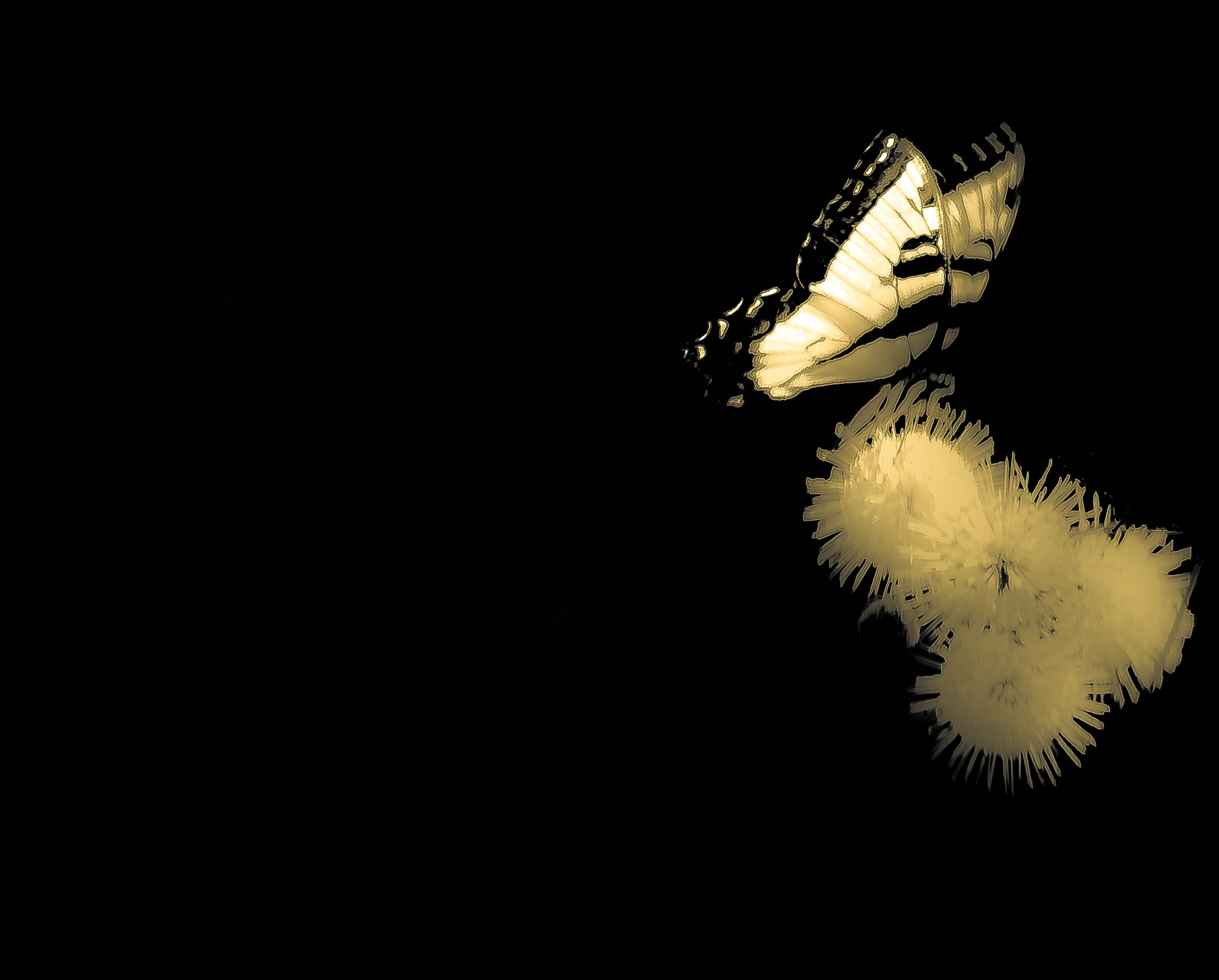 Panasonic Lumix G Vario 45-200mm F4-5.6 OIS sample photo. Ethereal butterfly photography