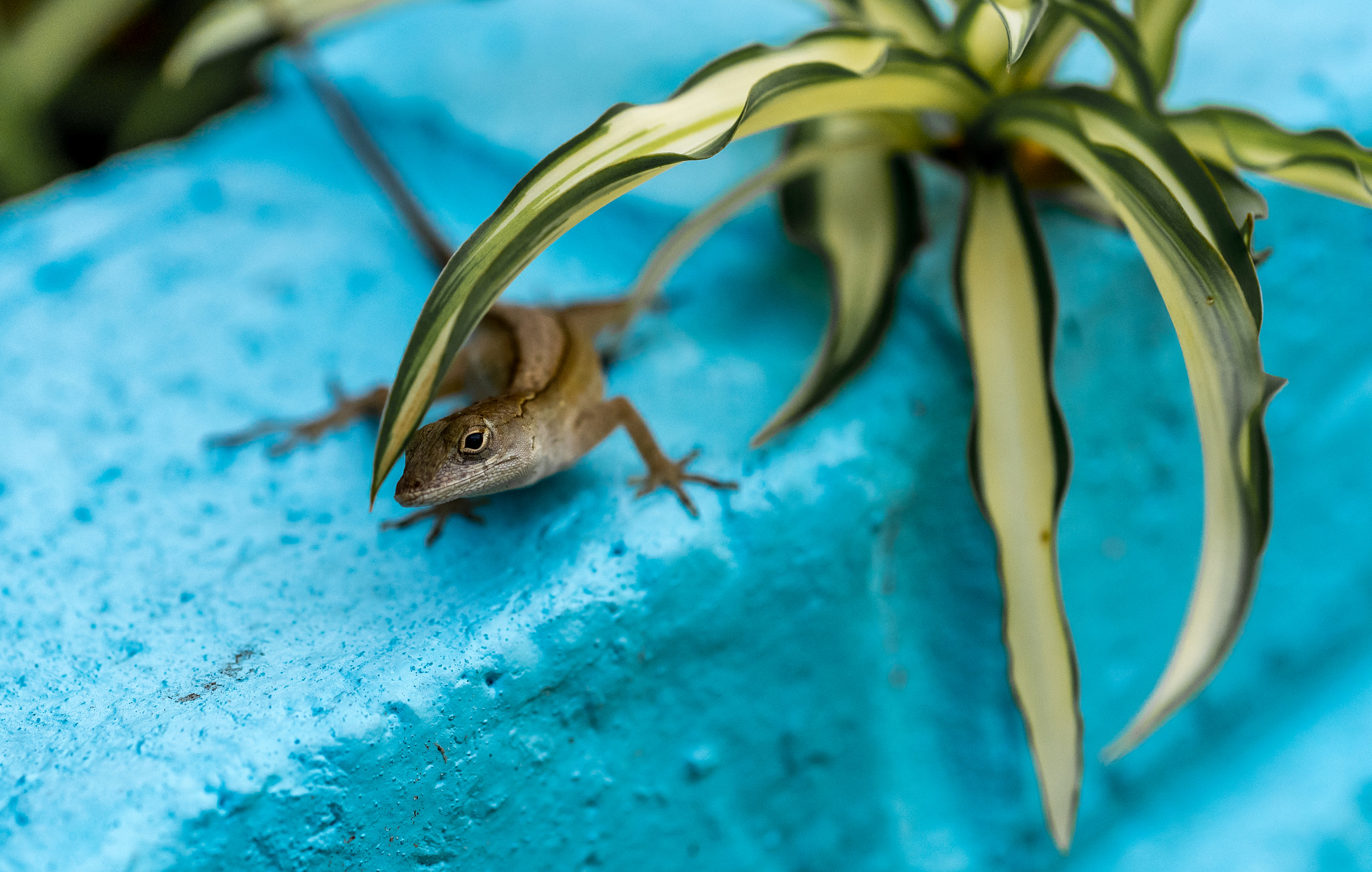 Nikon AF Micro-Nikkor 60mm F2.8D sample photo. Curious lizard photography