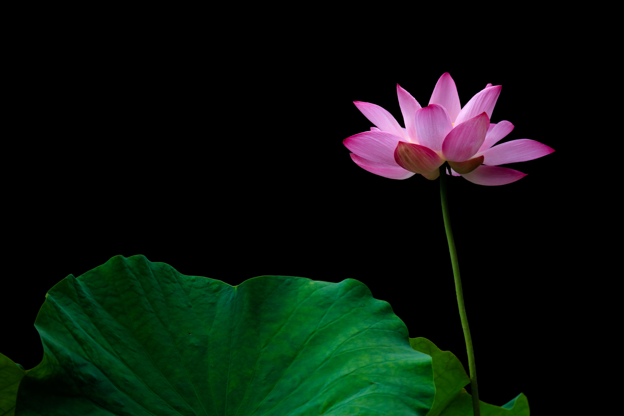 Tamron SP 150-600mm F5-6.3 Di VC USD sample photo. Green and pink photography