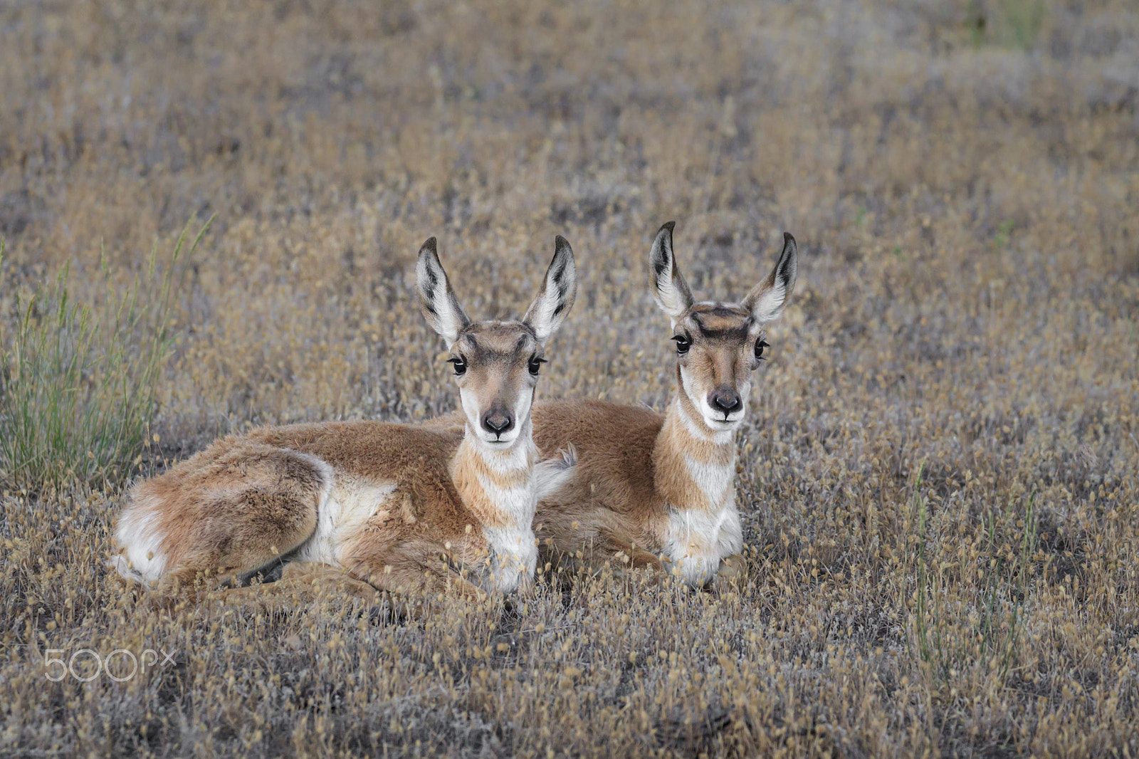 Canon EOS-1D Mark IV + Canon EF 100-400mm F4.5-5.6L IS II USM sample photo. Pronghorn fawn twins photography