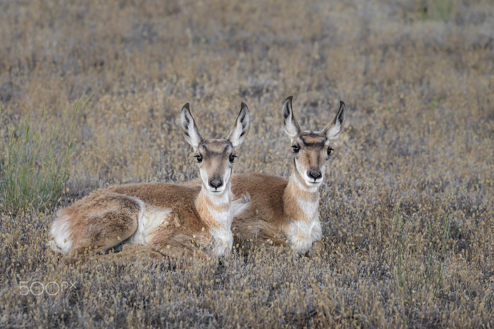 Canon EOS-1D Mark IV sample photo. Pronghorn fawn twins photography