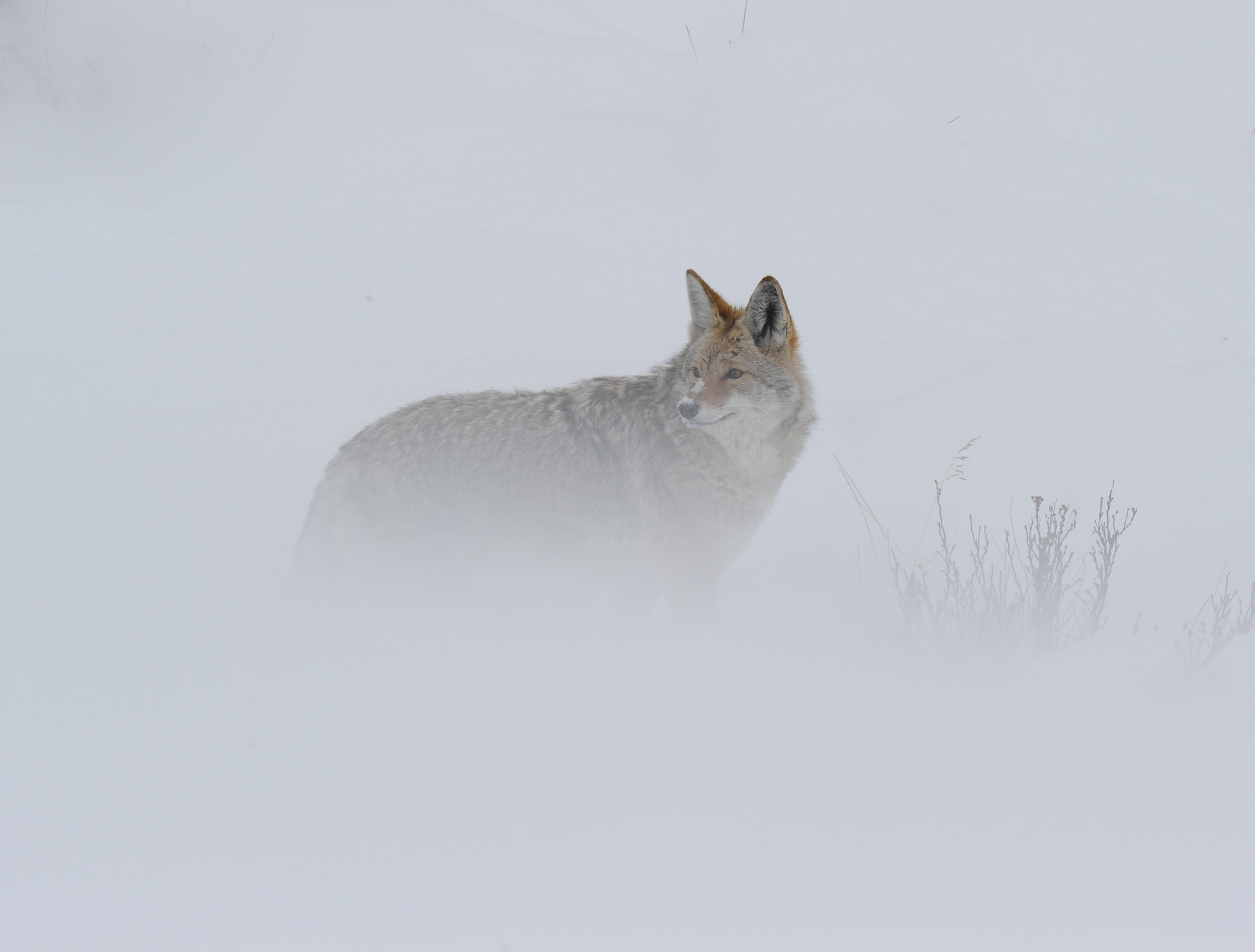 Nikon AF-S Nikkor 400mm F2.8G ED VR II sample photo. Oblivious to the cold photography