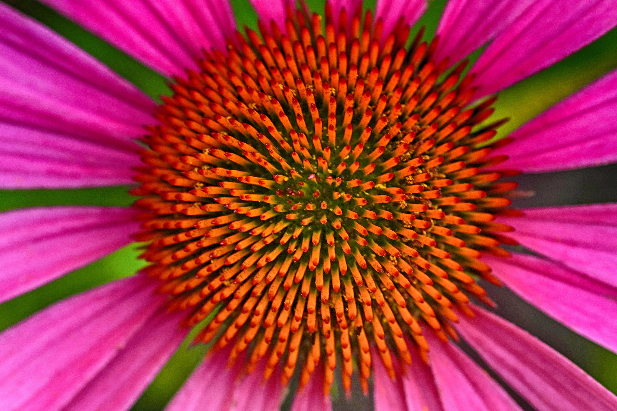 Tamron SP AF 90mm F2.8 Di Macro sample photo. A flower close up at ladew gardens in monkton, maryland. photography