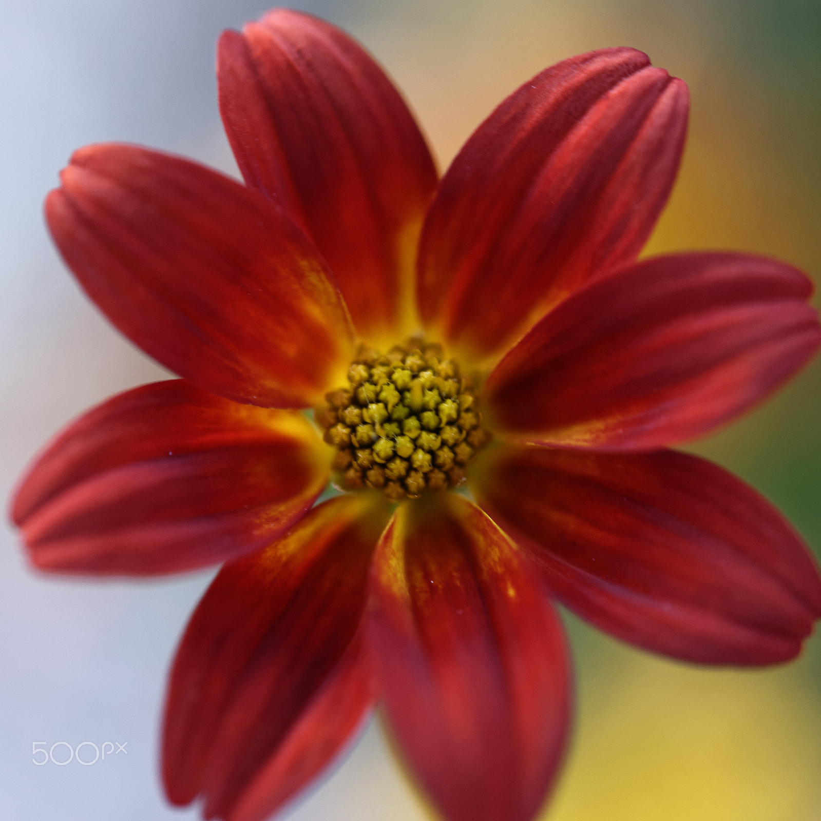 Nikon AF-S Micro-Nikkor 60mm F2.8G ED sample photo. Red flower photography