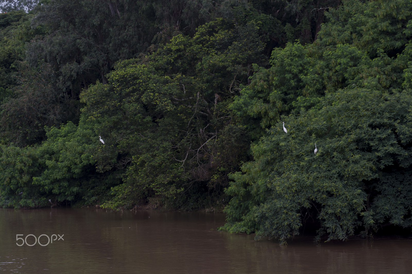 Sigma 70-200mm F2.8 EX DG OS HSM sample photo. Riverside photography