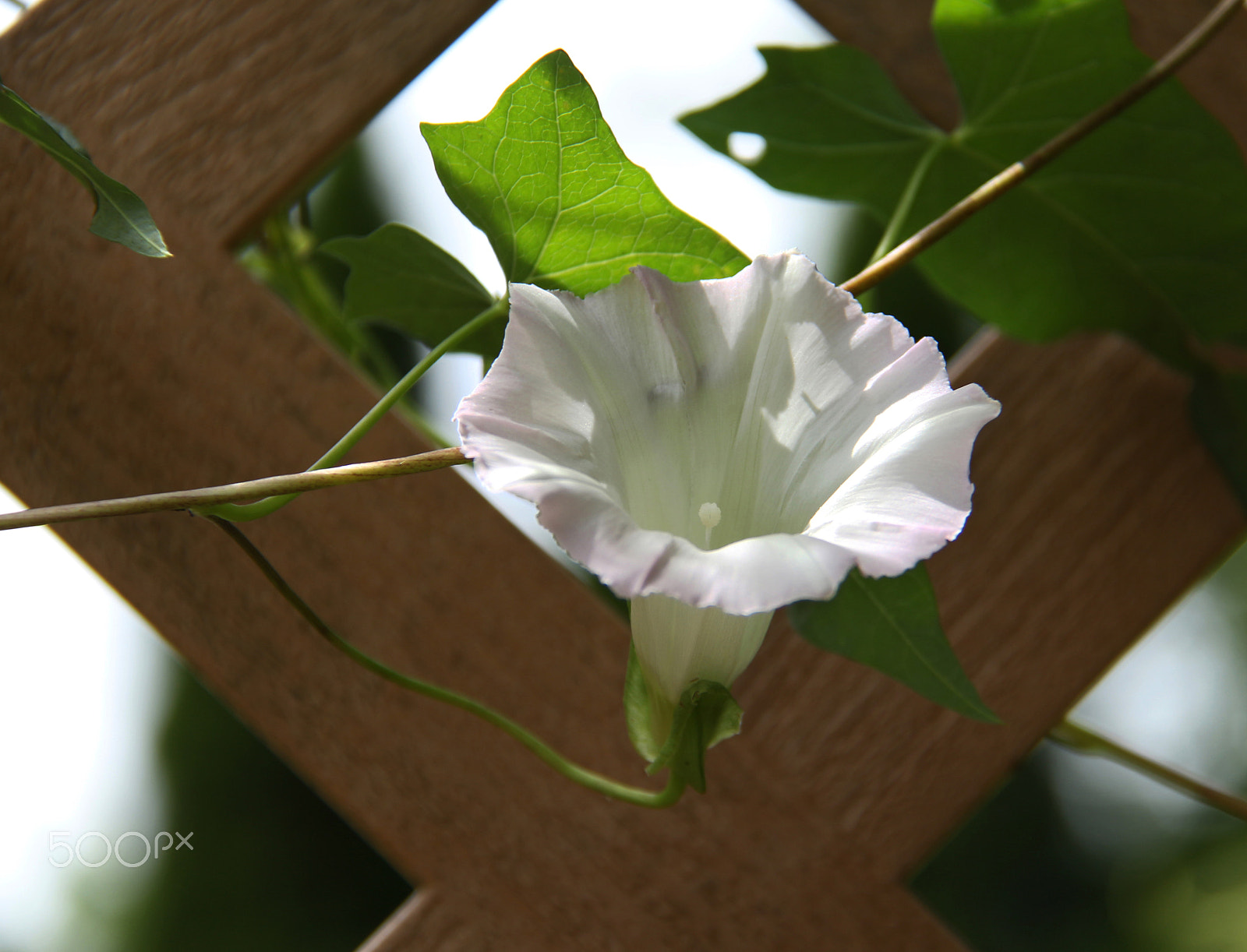 Canon EF-S 18-200mm F3.5-5.6 IS sample photo. In perfectly white hue photography