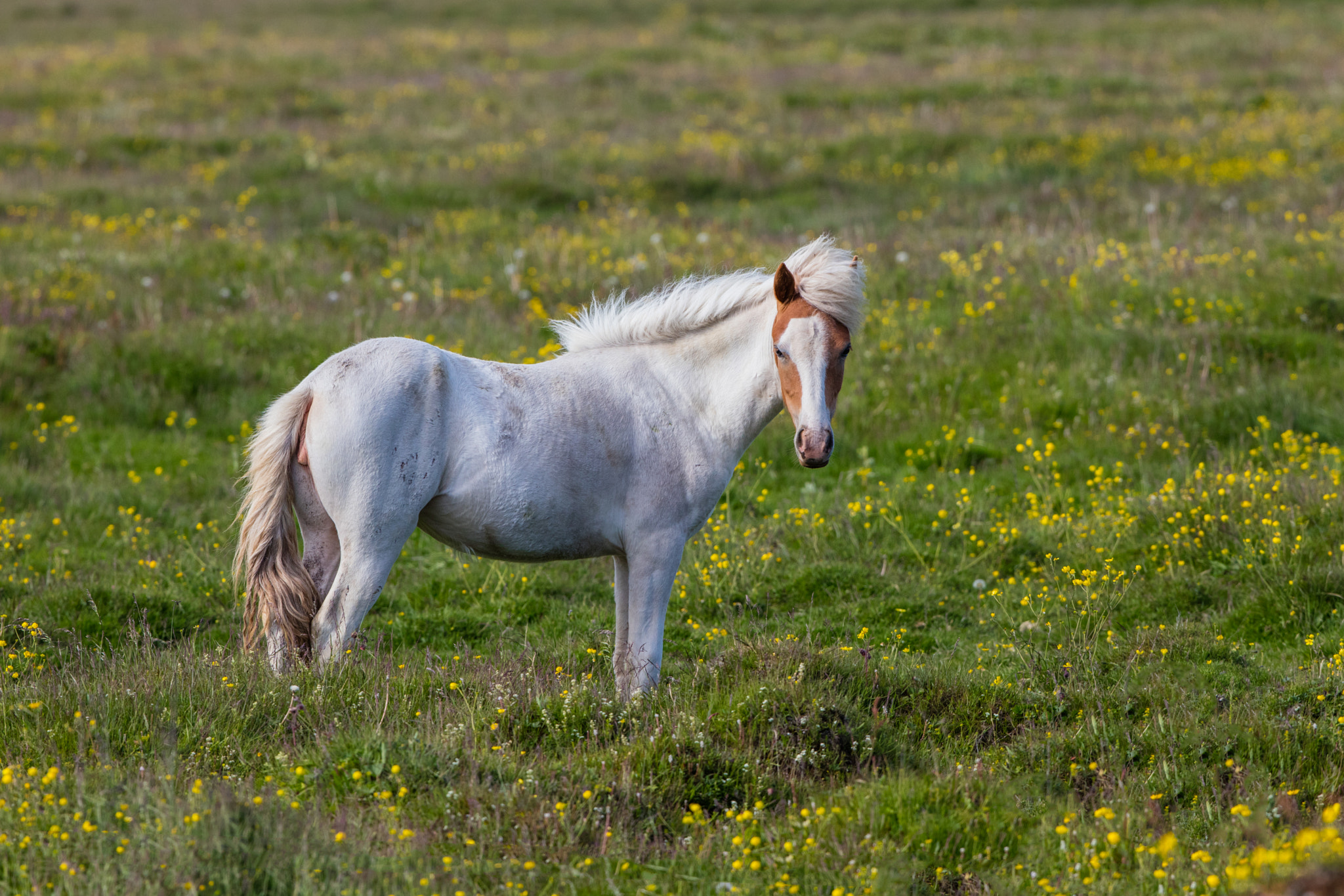 Canon EF 300mm F2.8L IS II USM sample photo. Island hors photography