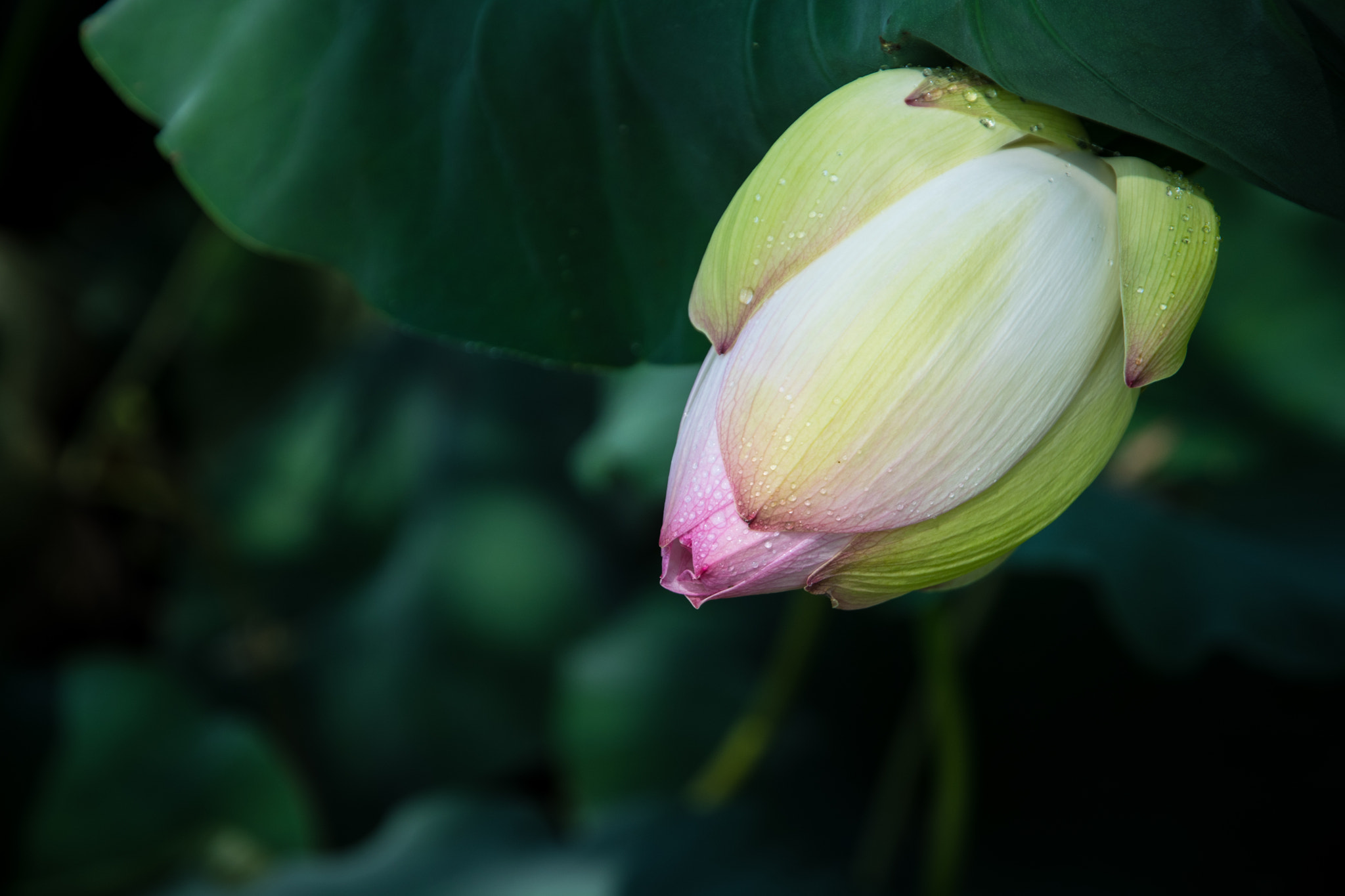Nikon D500 sample photo. Lotus photography