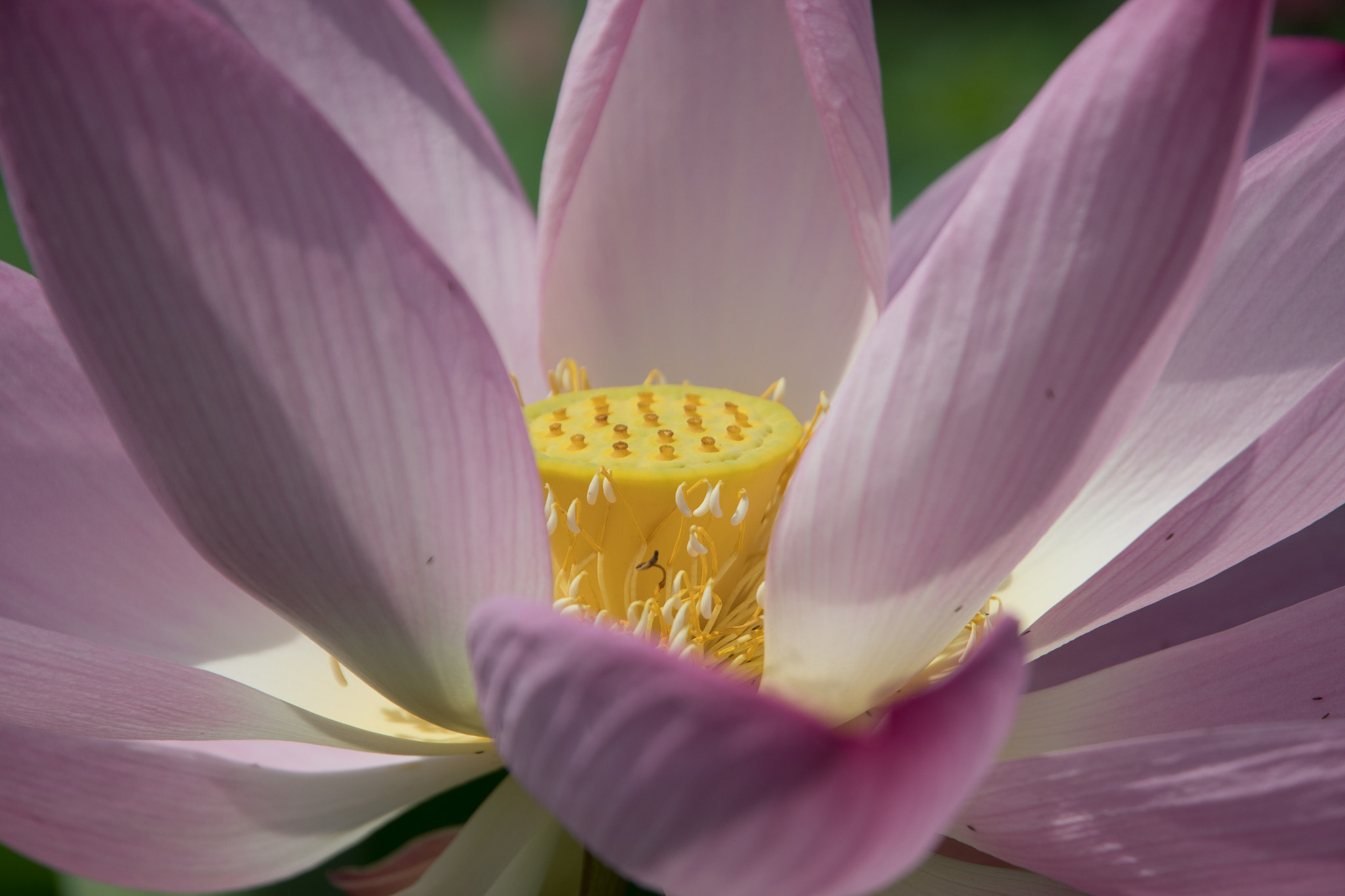 Nikon D500 sample photo. Lotus photography