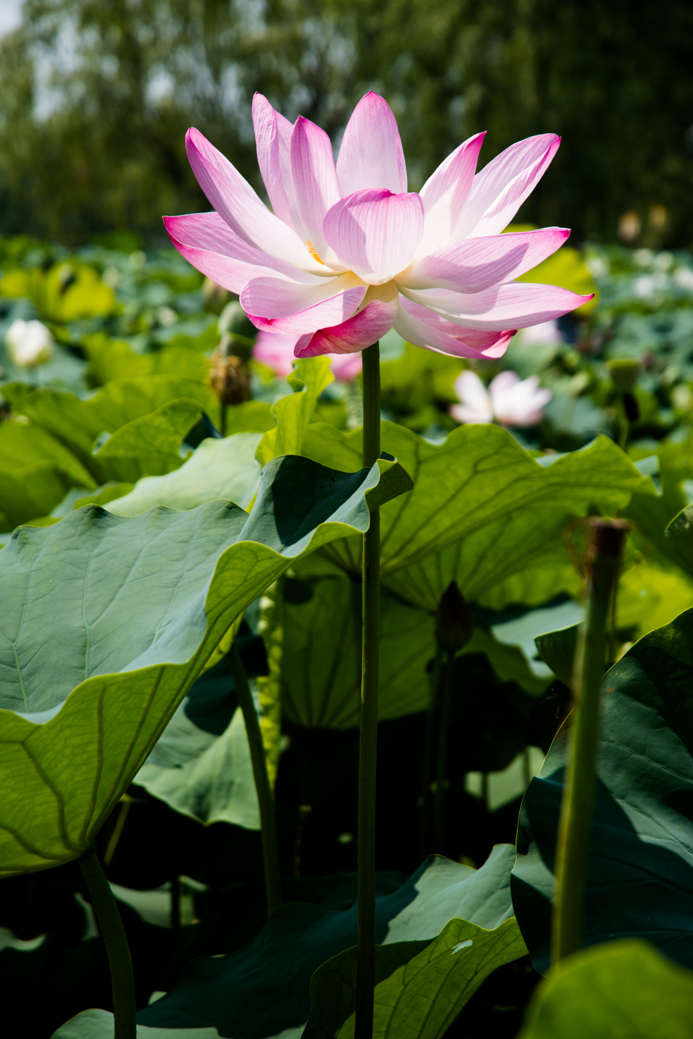 Nikon D500 sample photo. Lotus photography