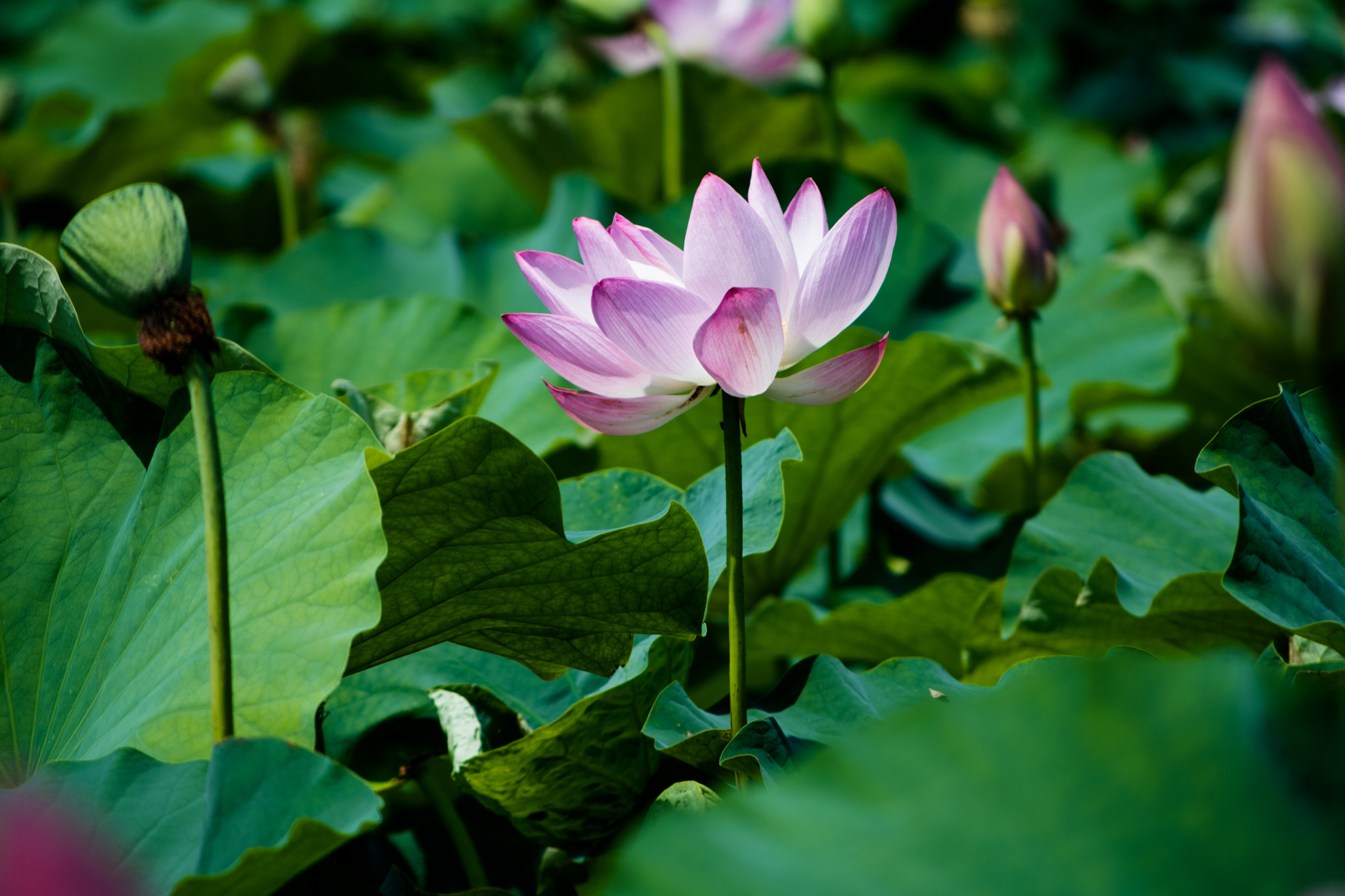 Nikon D500 sample photo. Lotus photography