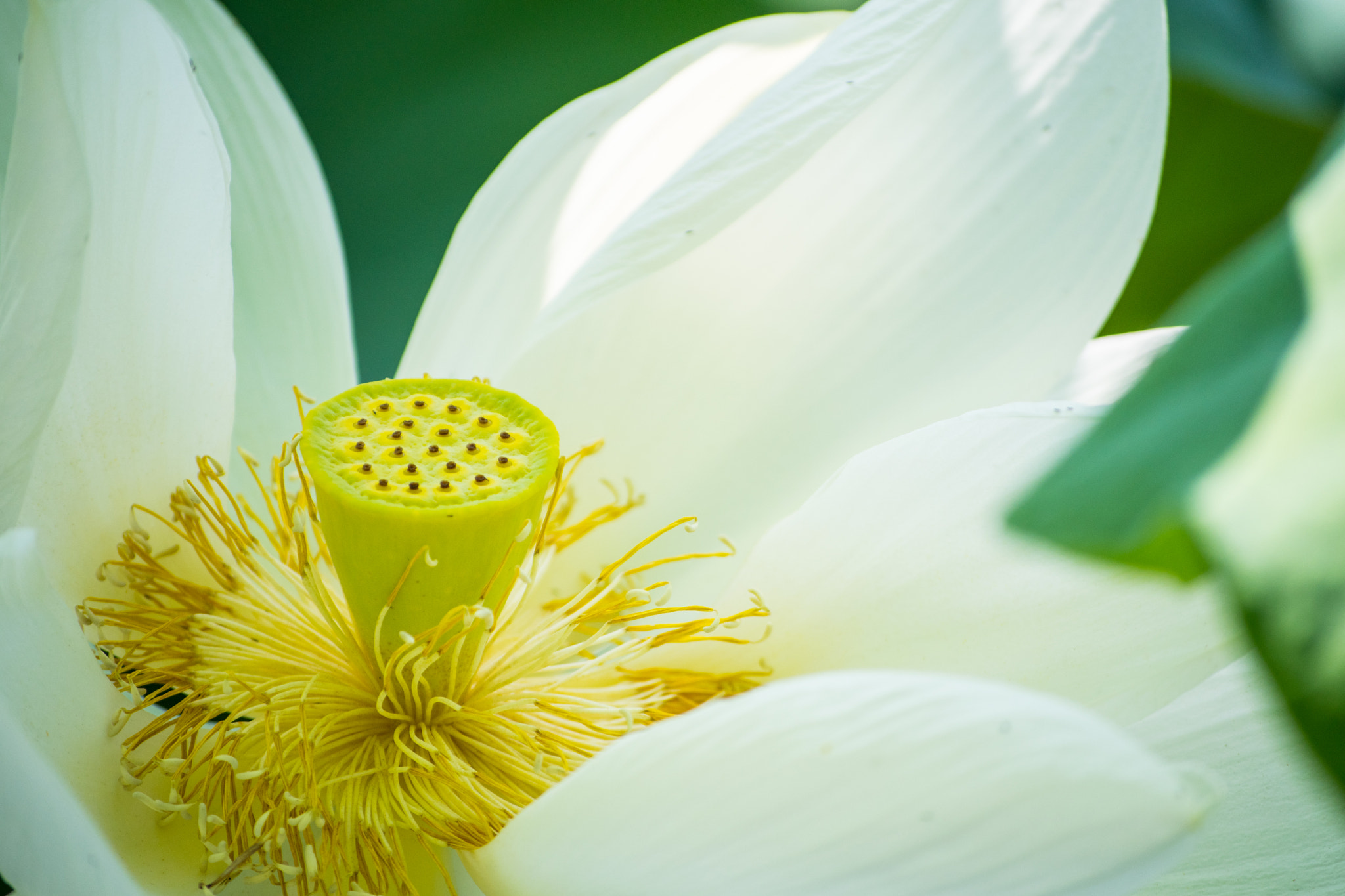 Nikon D500 sample photo. Lotus photography
