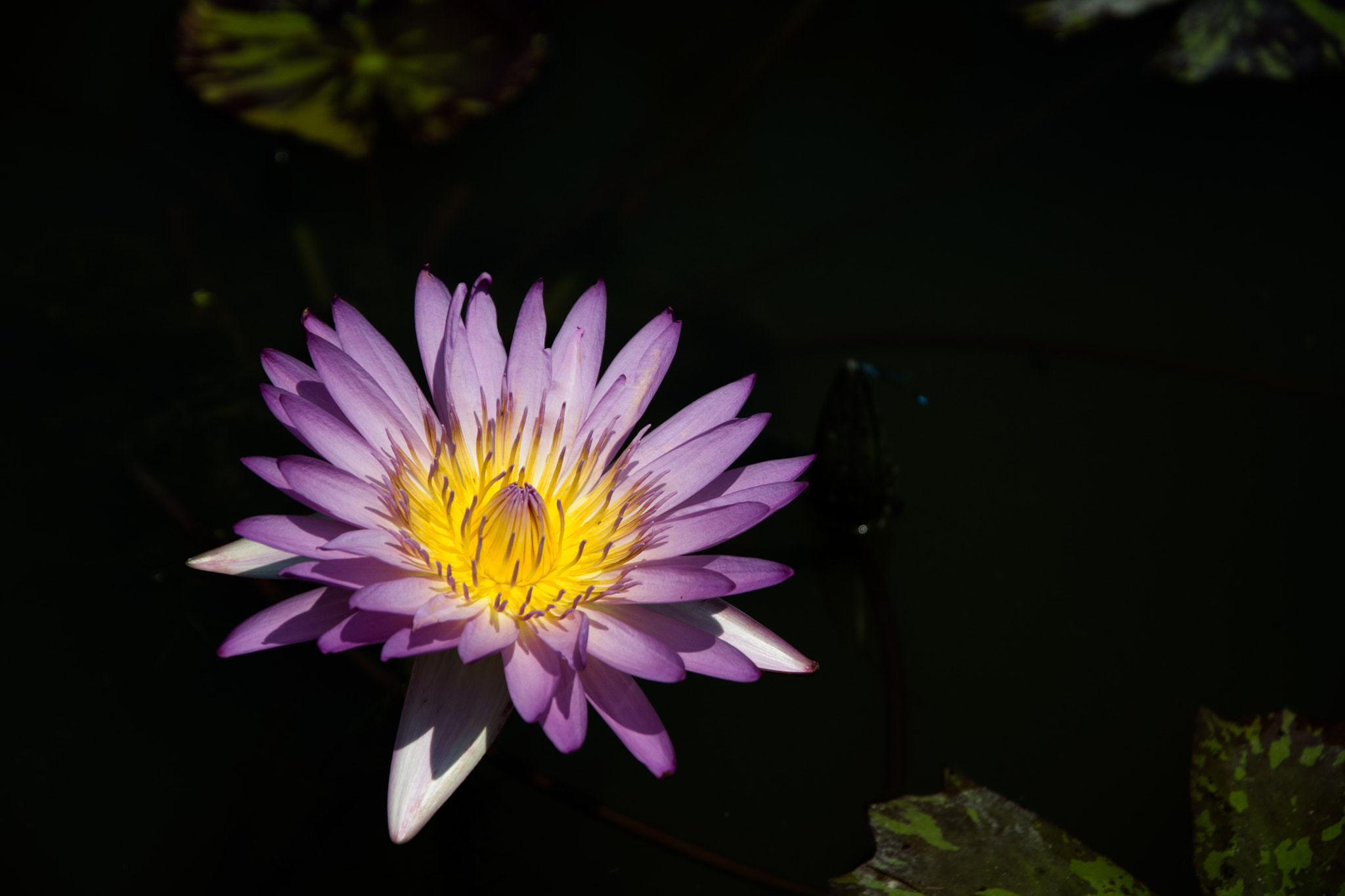 Nikon D500 sample photo. Lotus photography