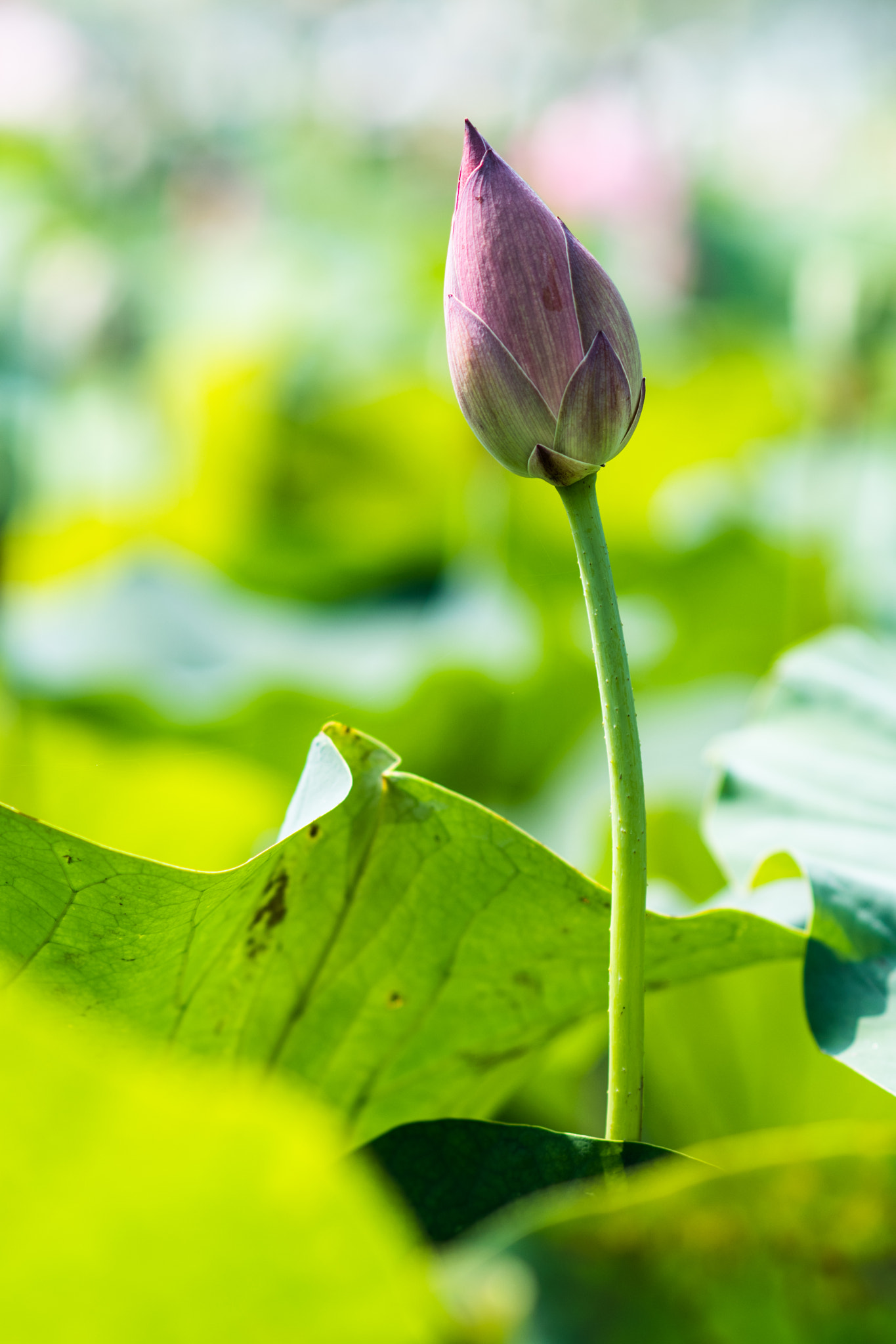 Nikon D500 + Nikon AF Nikkor 85mm F1.8D sample photo. Lotus photography