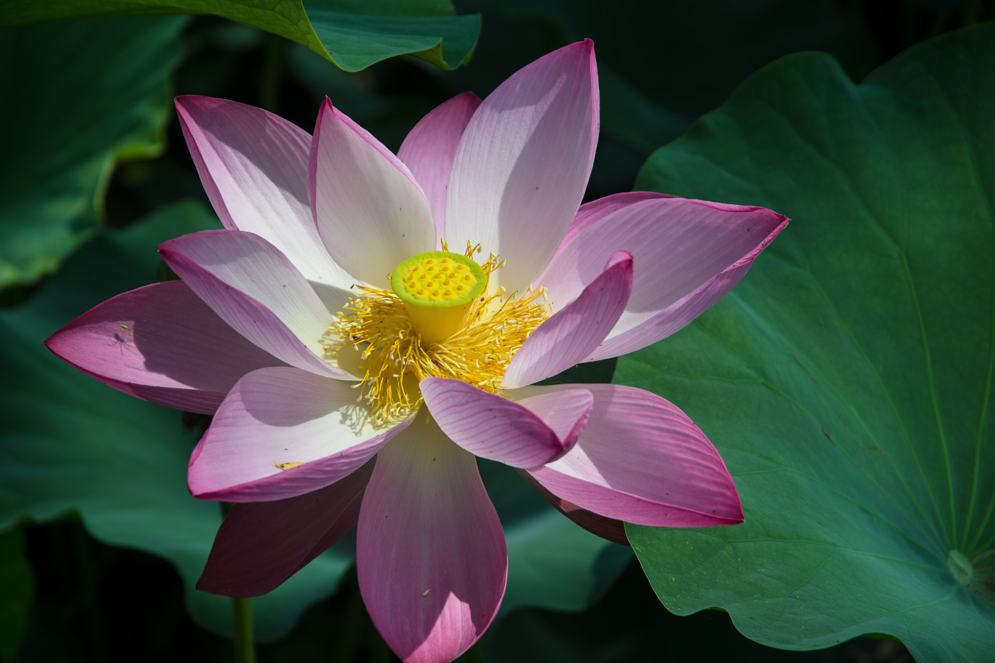 Nikon D500 sample photo. Lotus photography