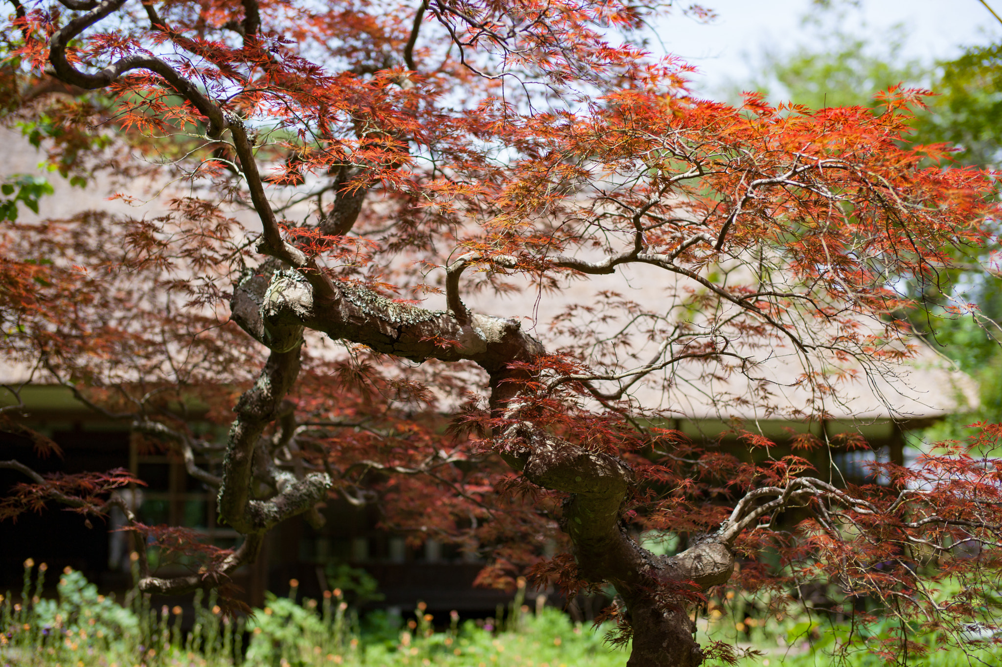 Sony Planar T* 50mm F1.4 ZA SSM sample photo. Jochiji temple photography