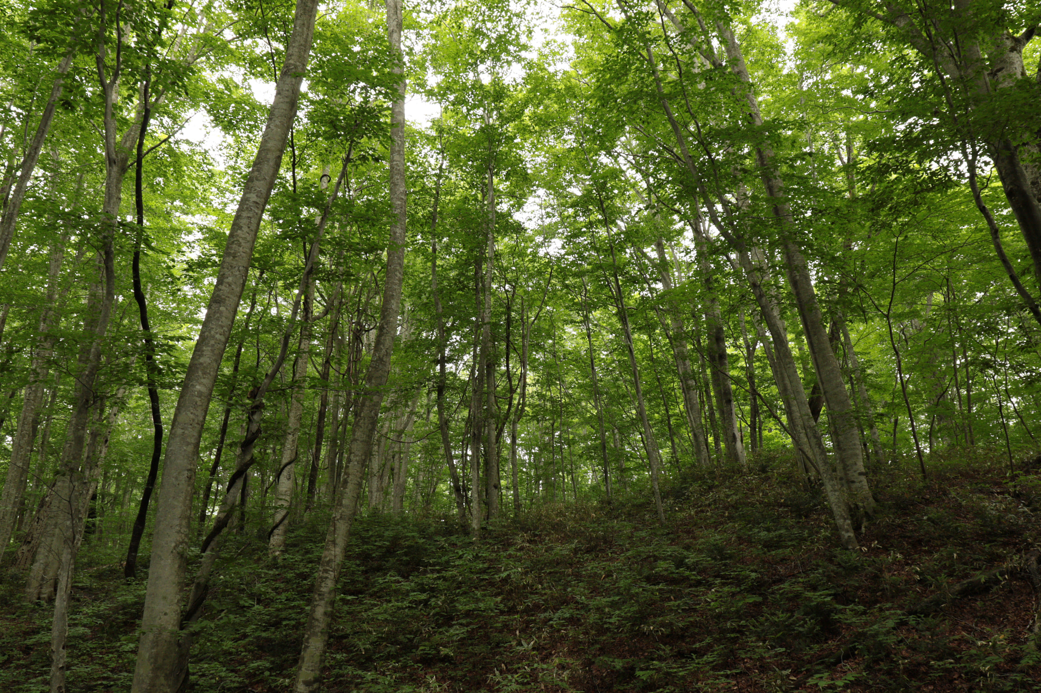 Canon EF 16-35mm F4L IS USM sample photo. 431a5416.jpg photography