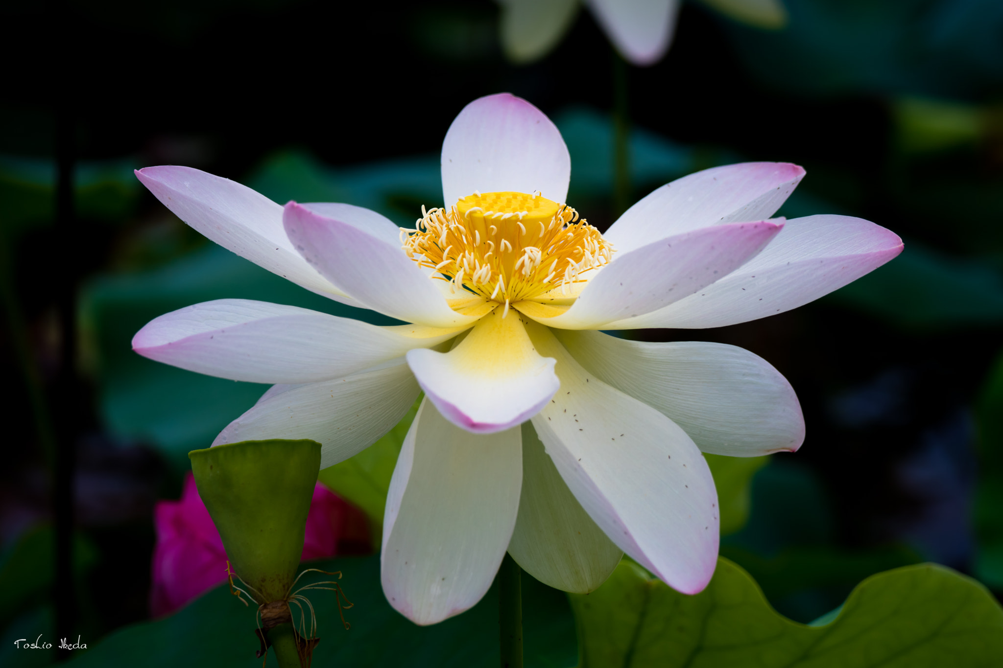 Sony 70-300mm F4.5-5.6 G SSM sample photo. Lotus 2016 photography