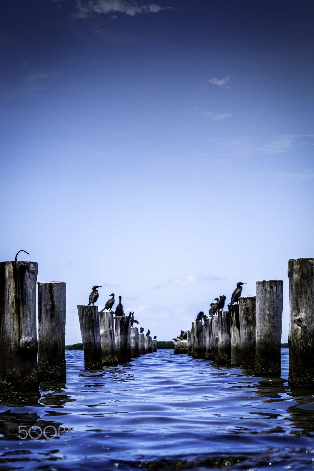 Sony DT 18-55mm F3.5-5.6 SAM II sample photo. Pelicans parking lot photography