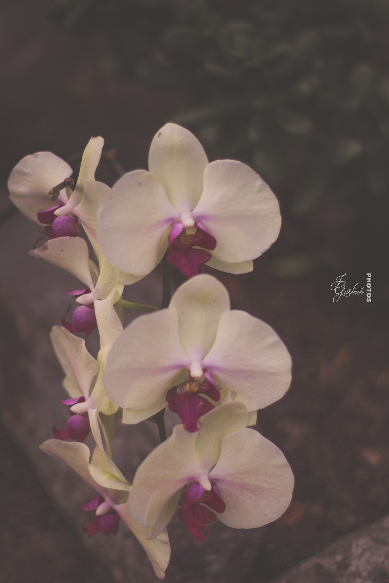 Canon EOS 650D (EOS Rebel T4i / EOS Kiss X6i) sample photo. In a row photography