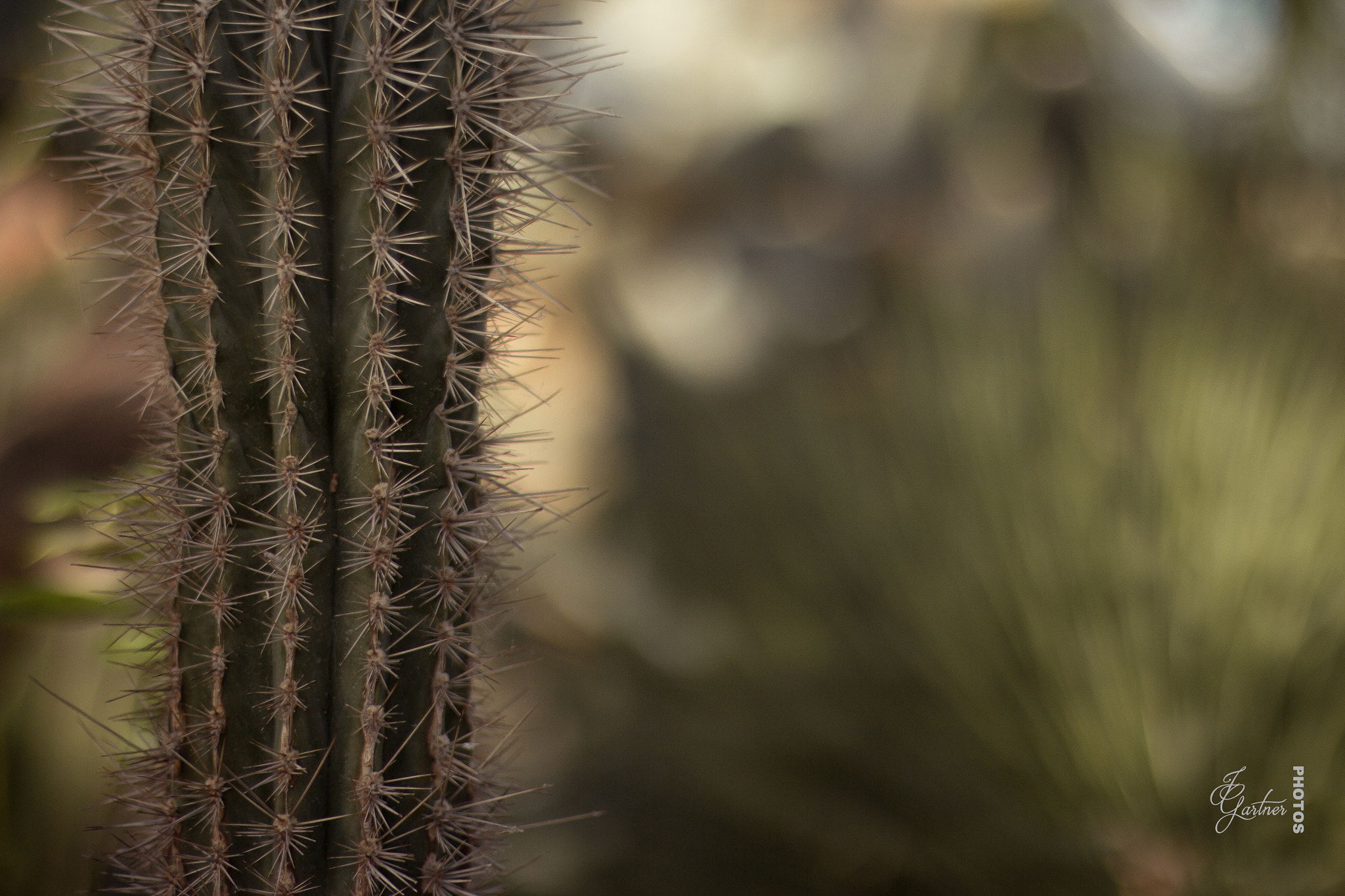 Canon EOS 650D (EOS Rebel T4i / EOS Kiss X6i) sample photo. Cactus photography