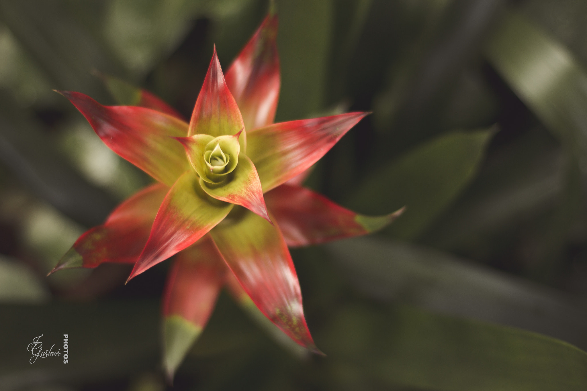 Canon EOS 650D (EOS Rebel T4i / EOS Kiss X6i) sample photo. Star flower photography