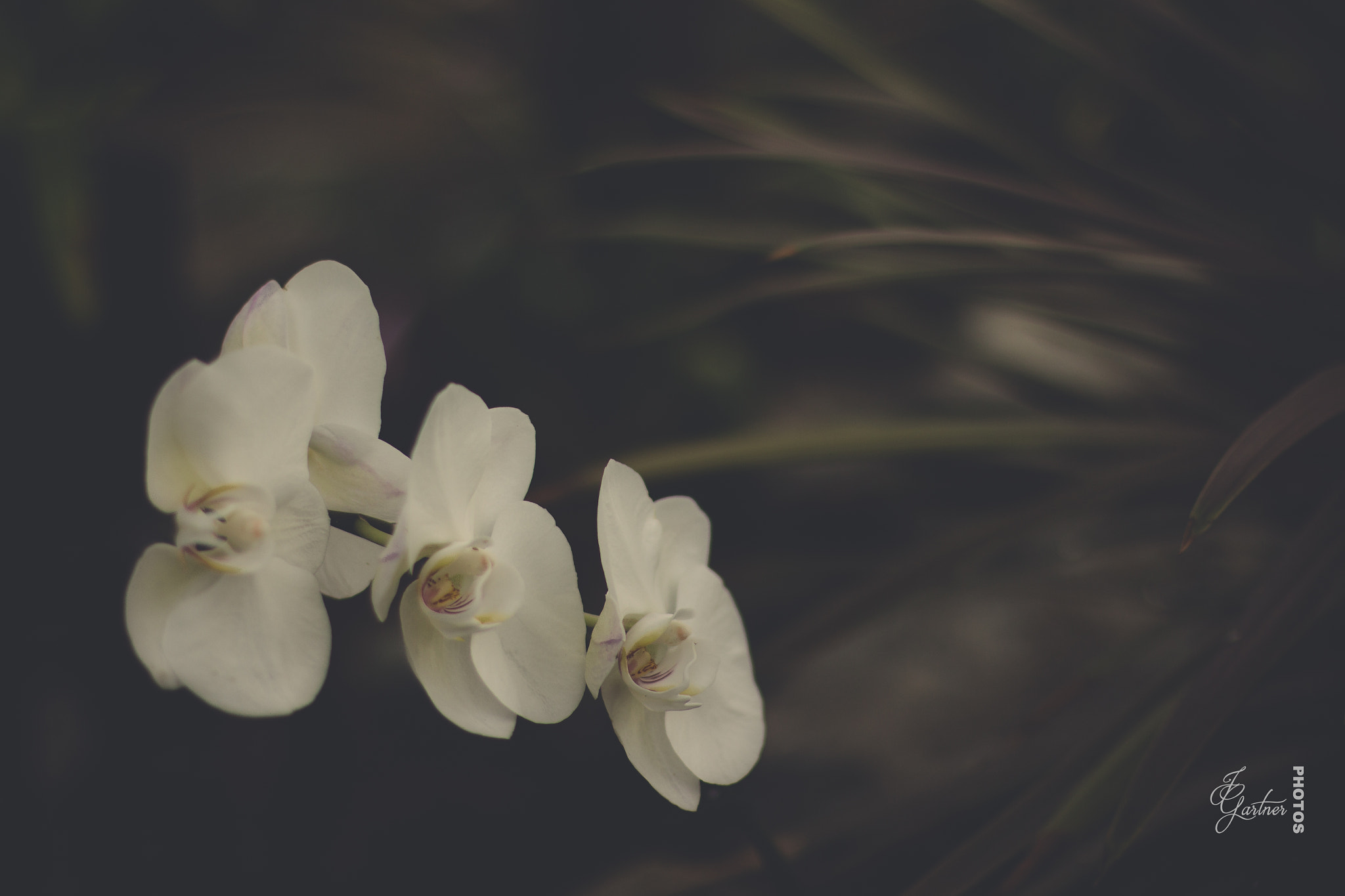 Canon EOS 650D (EOS Rebel T4i / EOS Kiss X6i) sample photo. White orchid photography