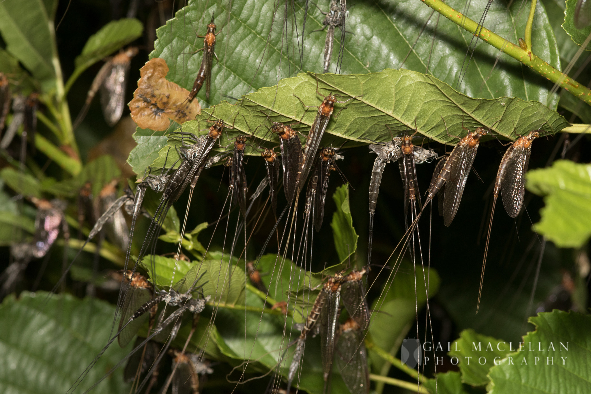 Sigma 105mm F2.8 EX DG Macro sample photo. Mayflies photography