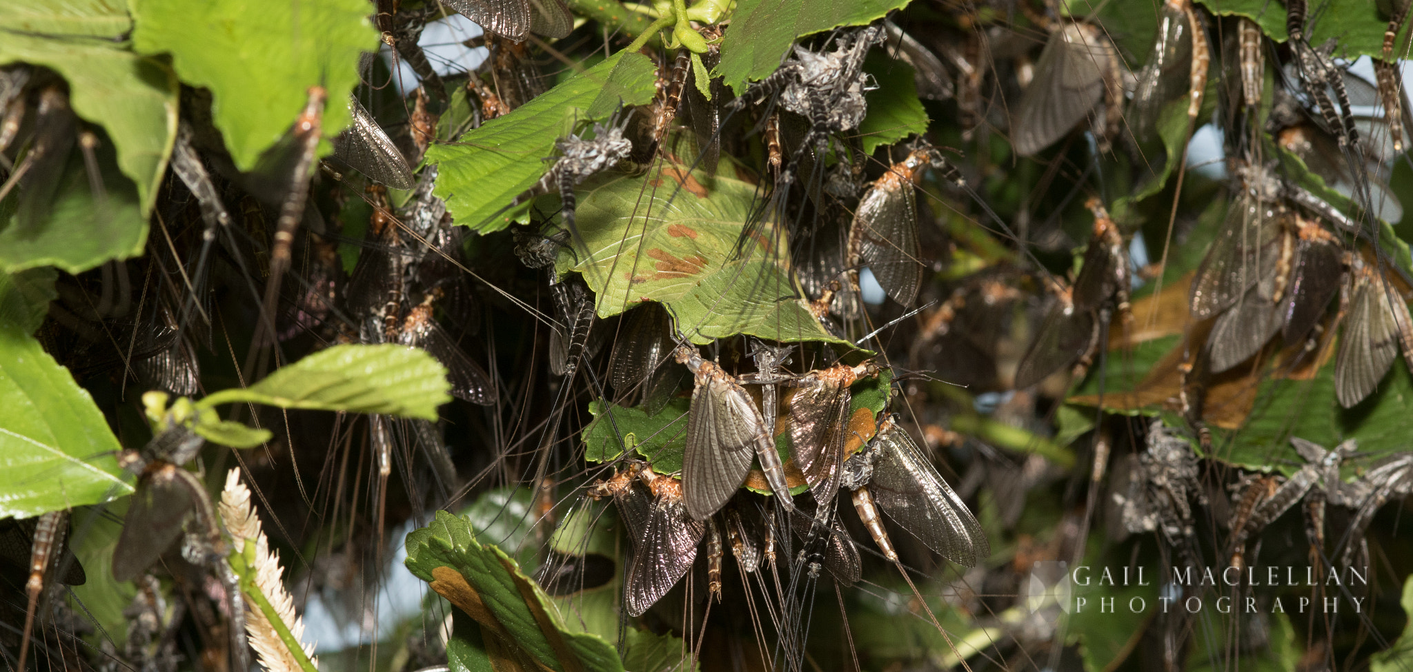Sigma 105mm F2.8 EX DG Macro sample photo. Mayflies photography