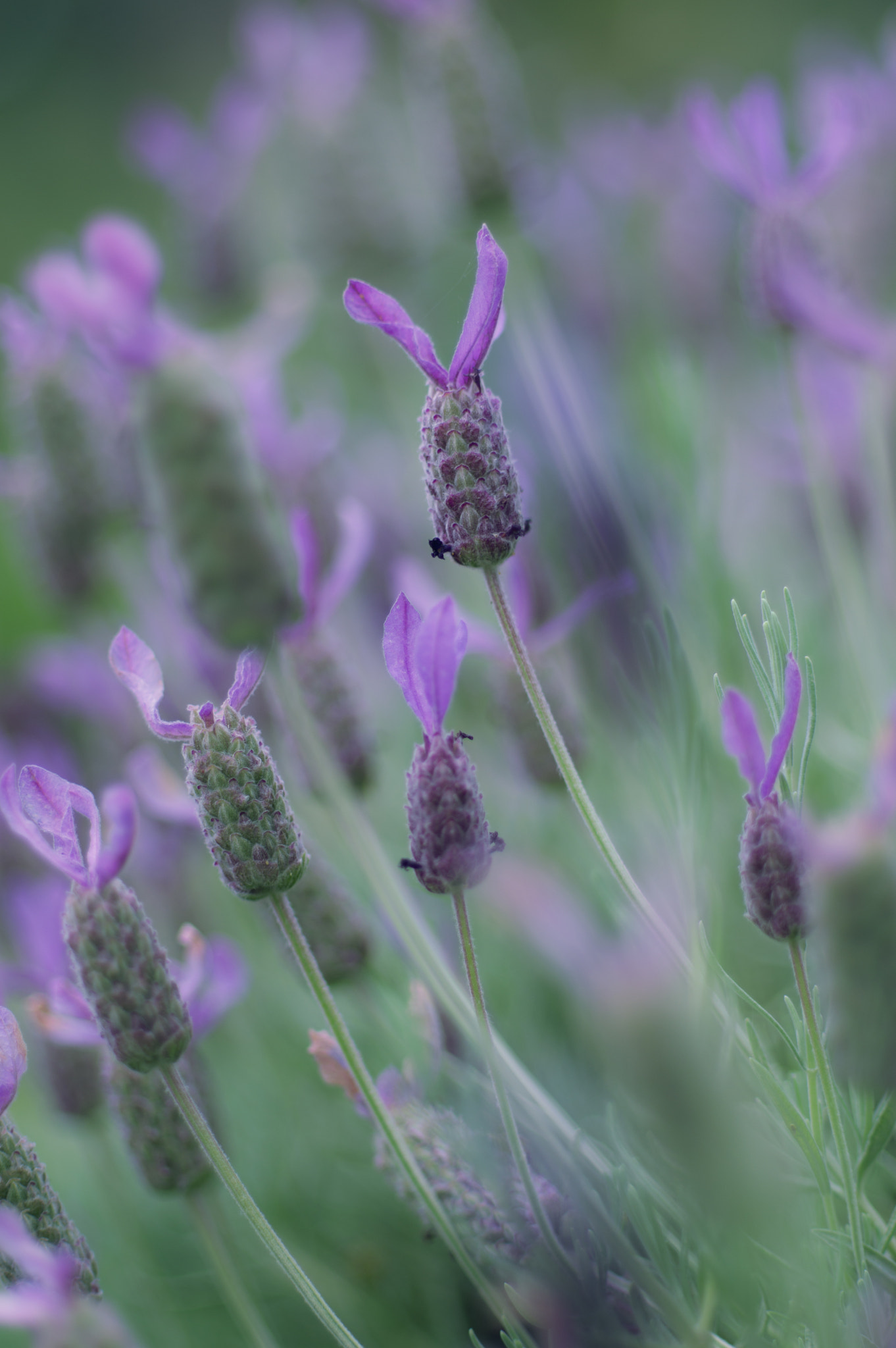 Pentax K-3 + Pentax smc DA* 55mm F1.4 SDM sample photo. ** photography