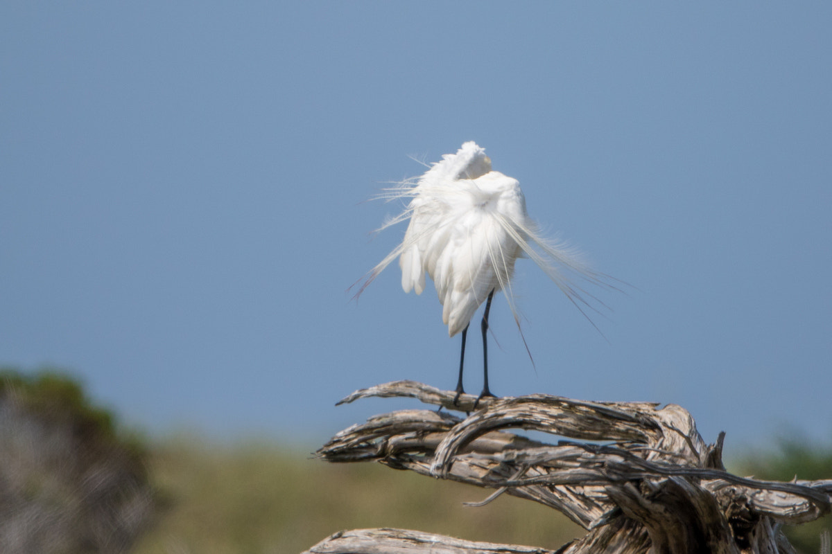 Canon EF 200-400mm F4L IS USM Extender 1.4x sample photo. Great egret photography