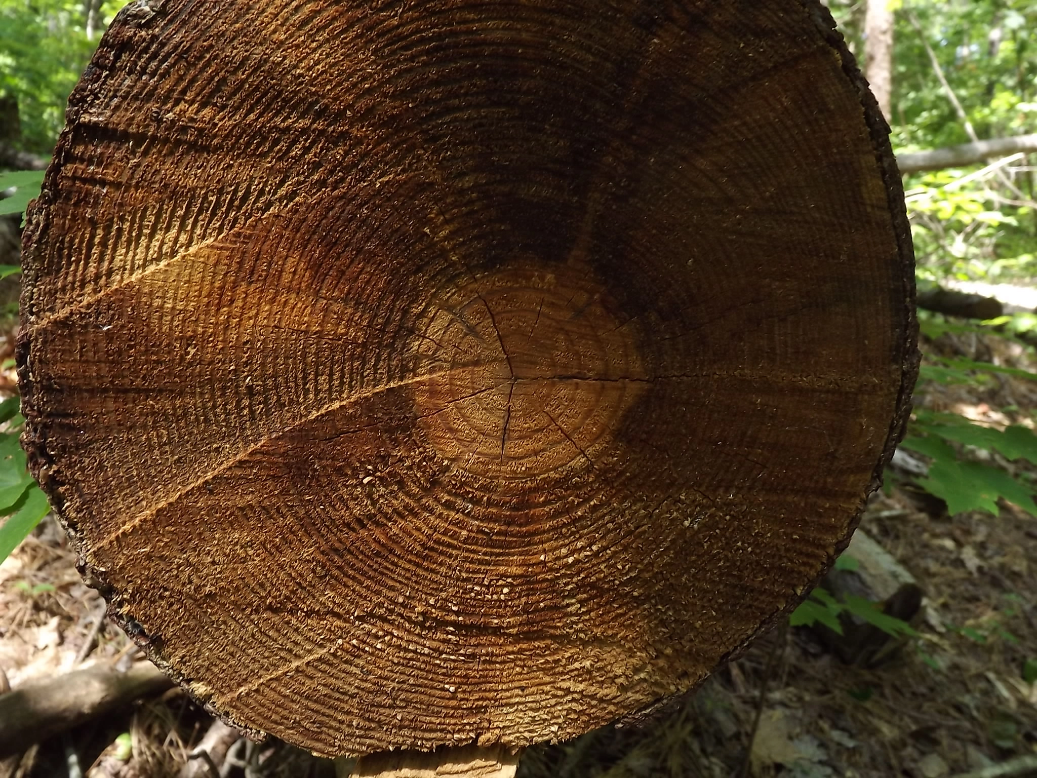 Fujifilm FinePix S3280 sample photo. West lake trail photography- rings of an old tree. photography