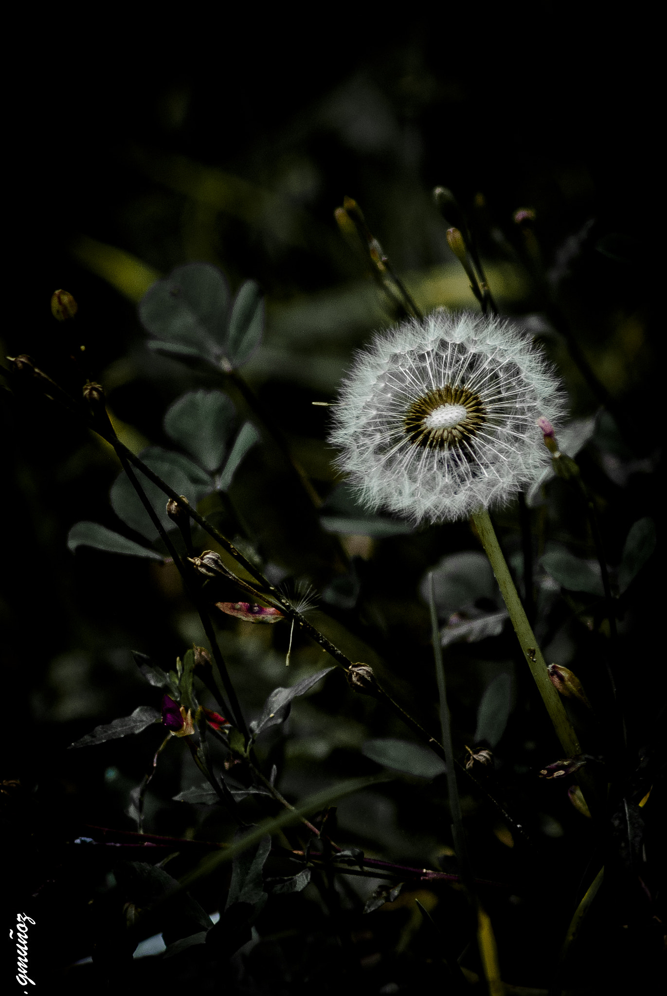 Nikon D3000 sample photo. Mish photography
