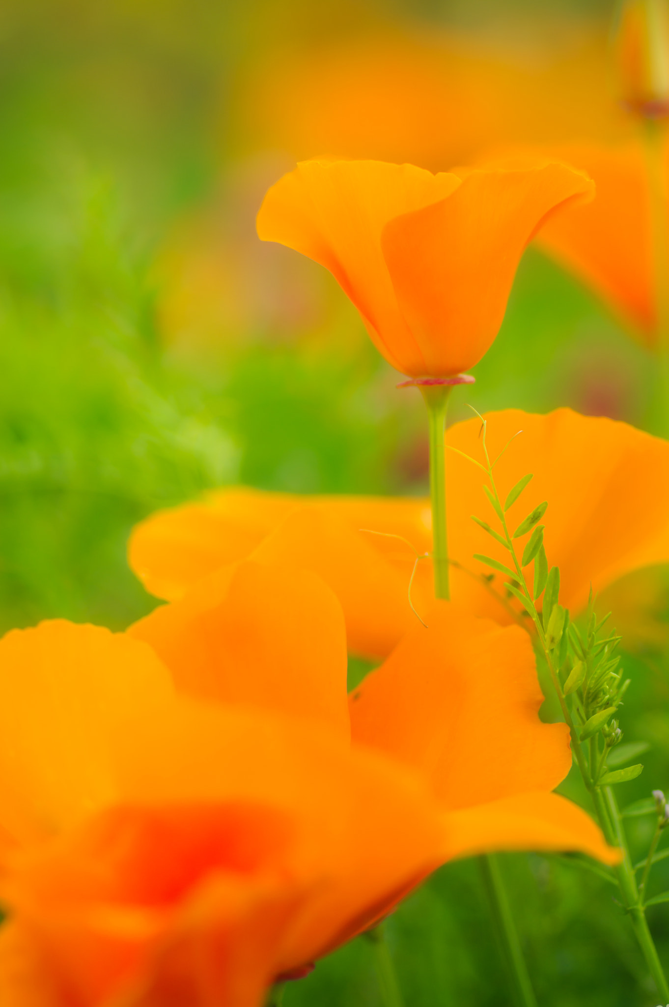 Pentax smc D-FA 100mm F2.8 macro sample photo. ** photography