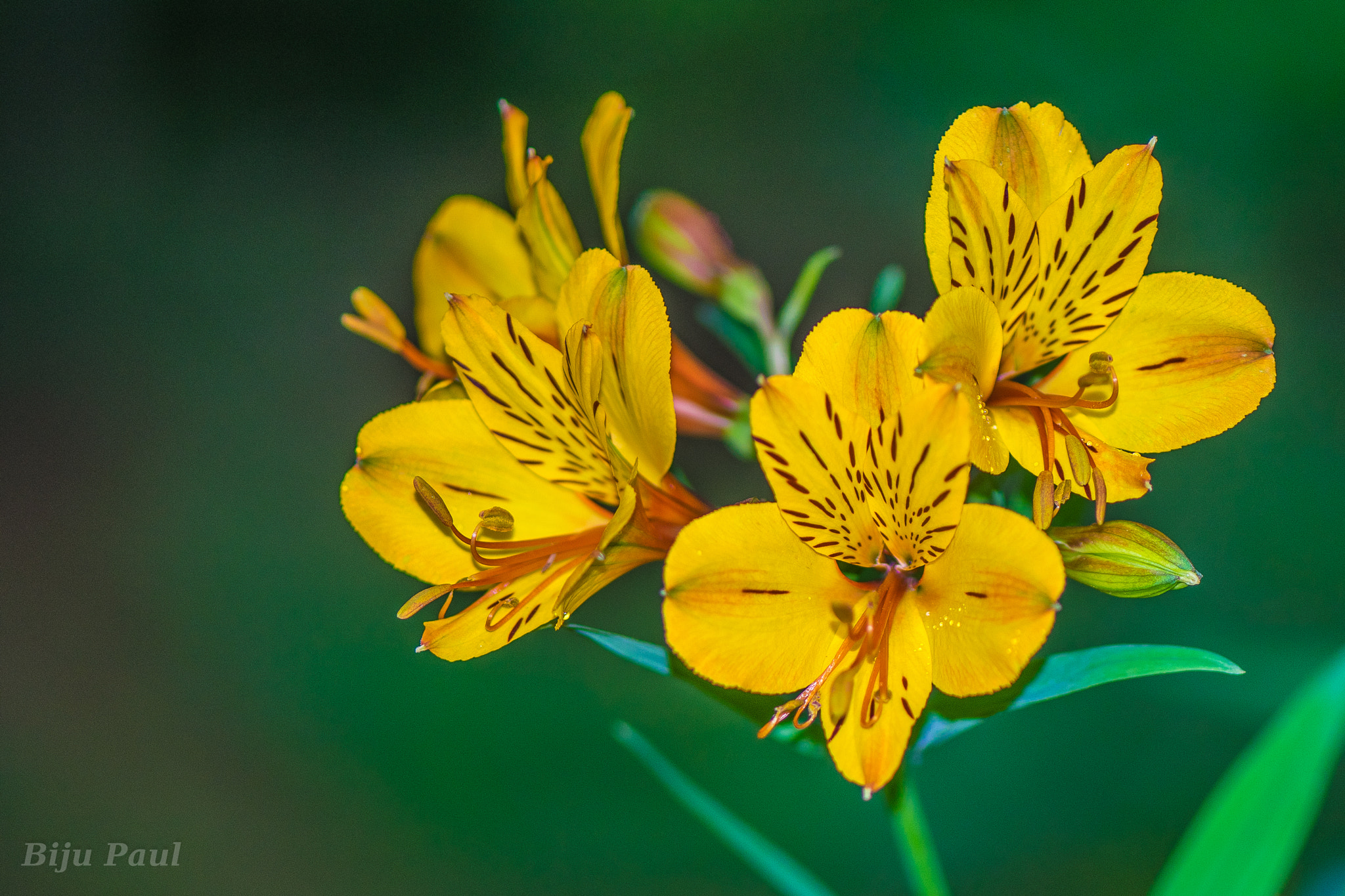 Nikon AF-S Micro-Nikkor 105mm F2.8G IF-ED VR sample photo. Spotted yellow flower photography