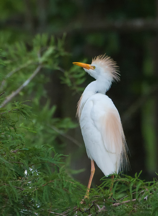 Nikon D7100 + Nikon AF-S Nikkor 500mm F4G ED VR sample photo. Curious cattle egret photography