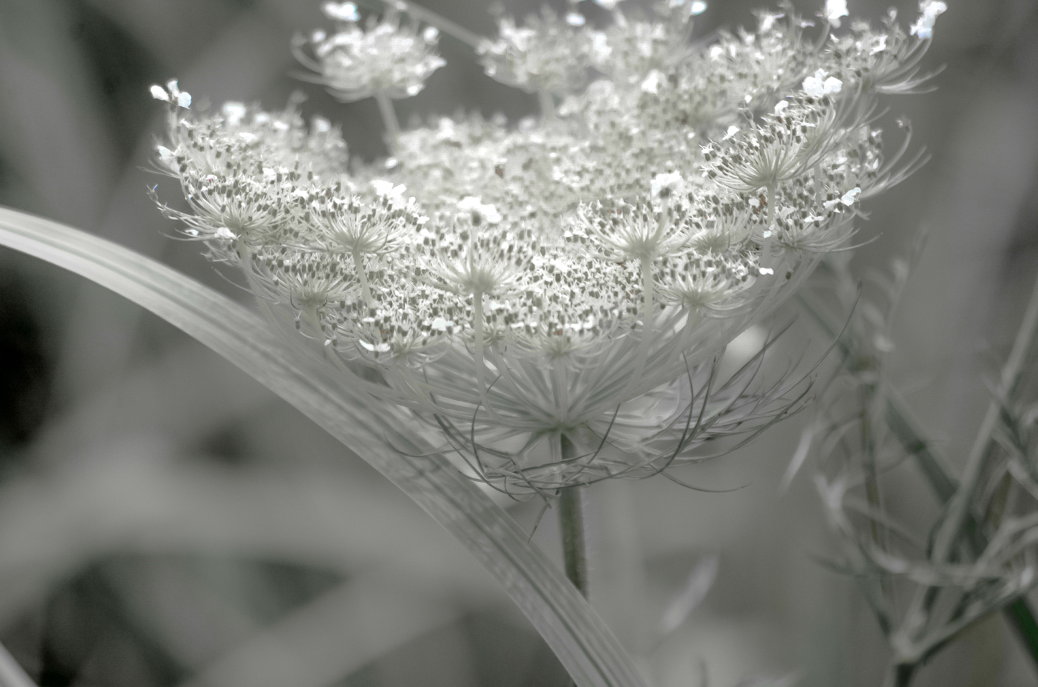 Pentax smc DA 50-200mm F4-5.6 ED sample photo. Plain and simple photography
