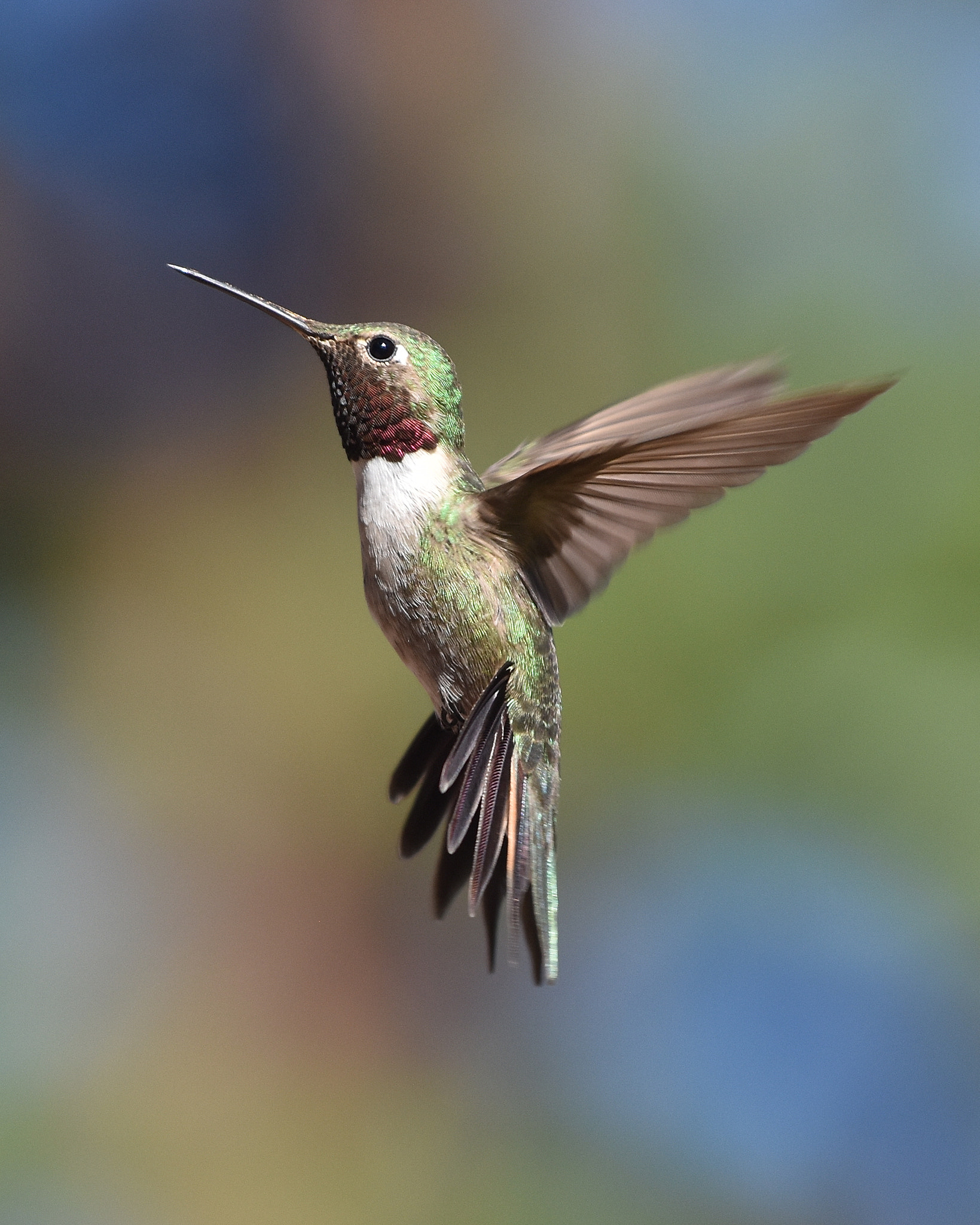 Nikon AF-S Nikkor 70-200mm F4G ED VR sample photo. Broad-tailed hummer photography