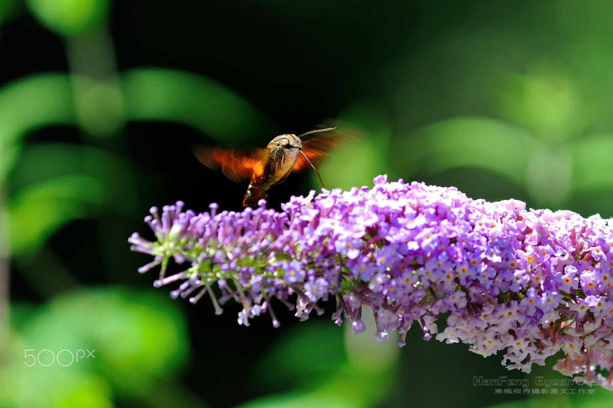 Nikon D90 + Nikon AF Micro-Nikkor 200mm F4D ED-IF sample photo. 访花的长喙天蛾 photography