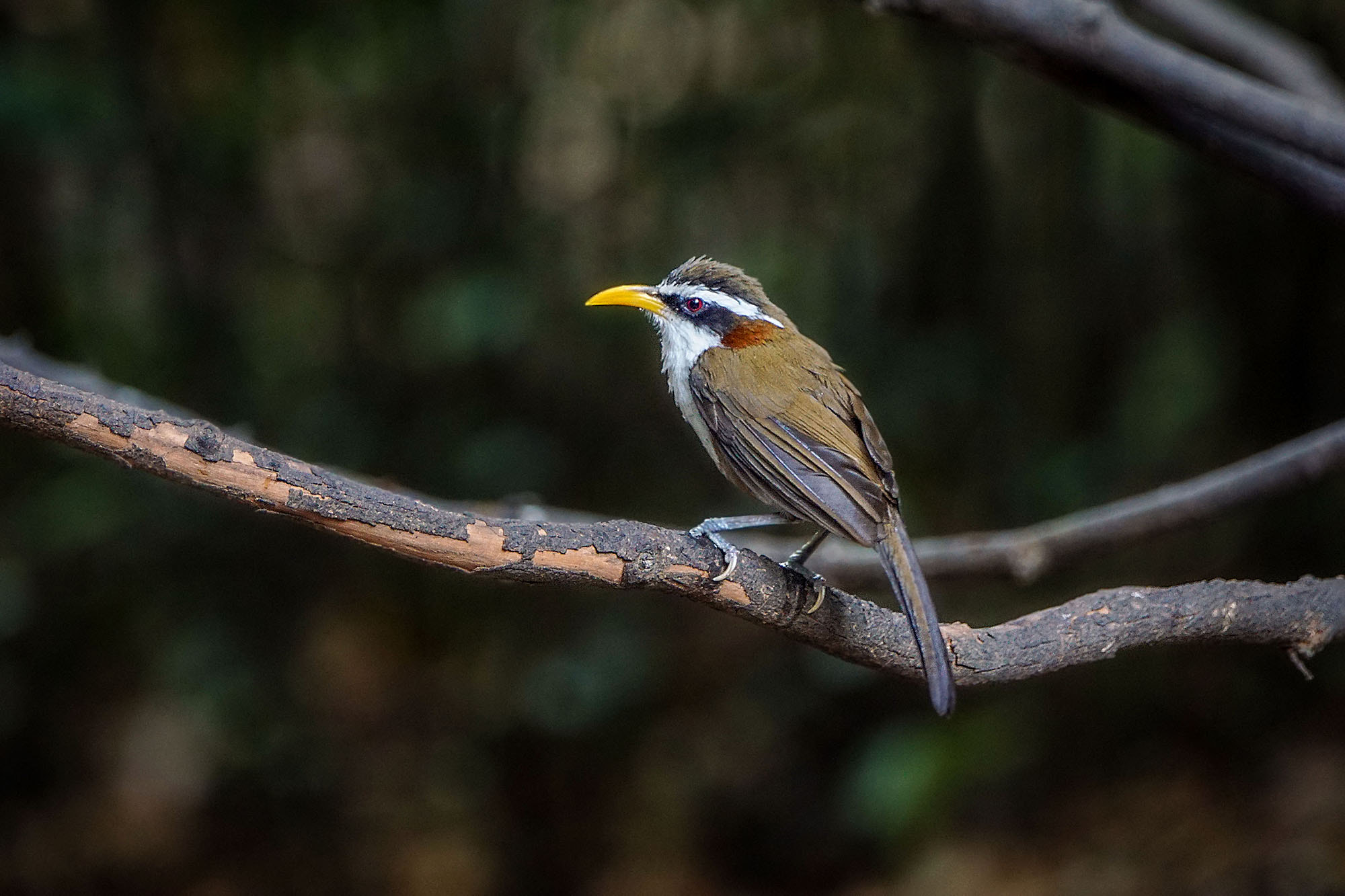 Sony ILCA-77M2 sample photo. White-browed scimitar-babbler photography